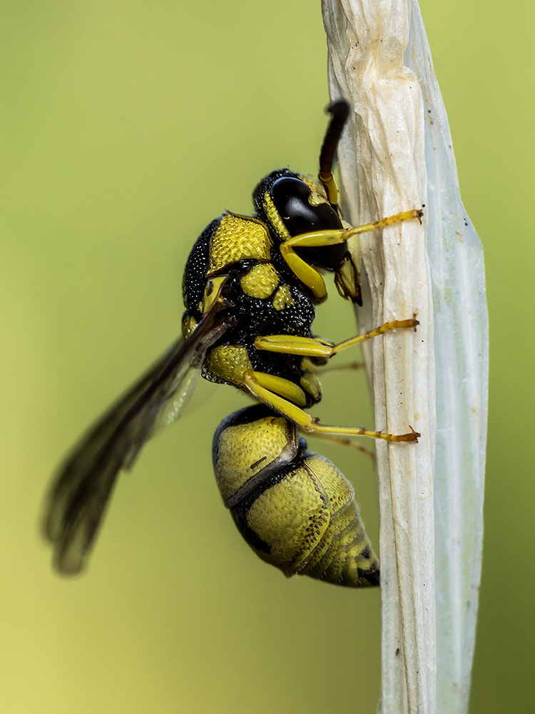 Nikon D7200 + Nikon AF Micro-Nikkor 60mm F2.8D sample photo. Wasp photography