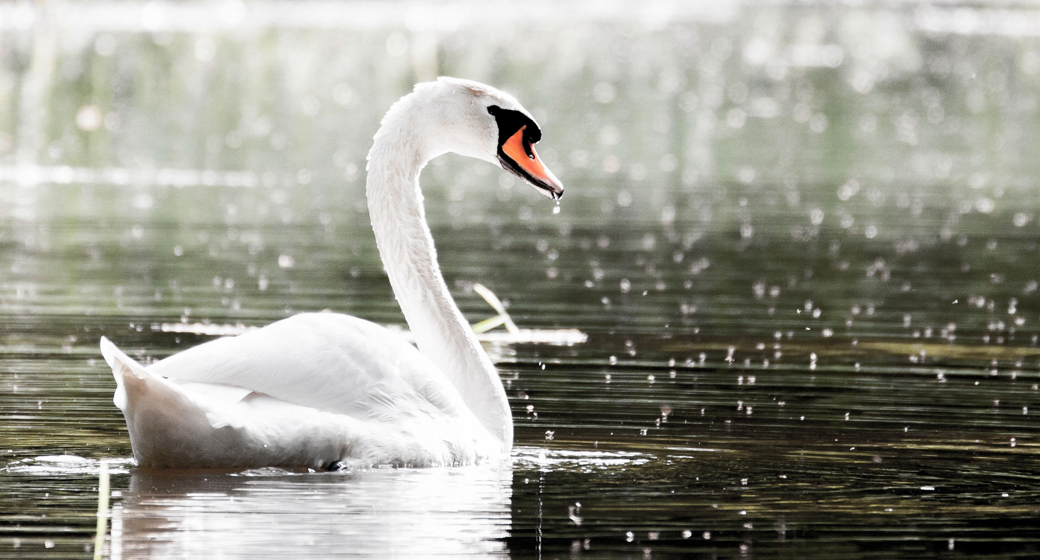 Sigma 150-600mm F5-6.3 DG OS HSM | C sample photo. Power and love photography