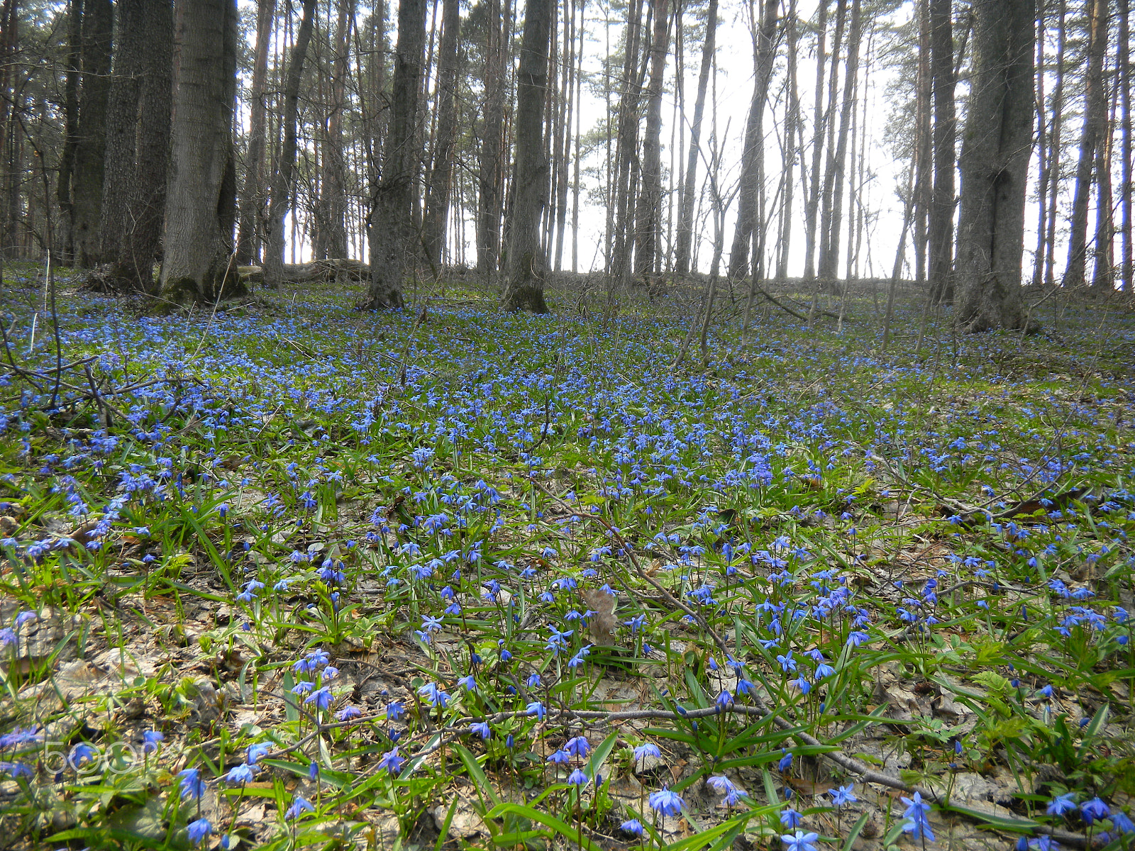 Nikon Coolpix S1100pj sample photo. Blue snowdrops in the forest photography