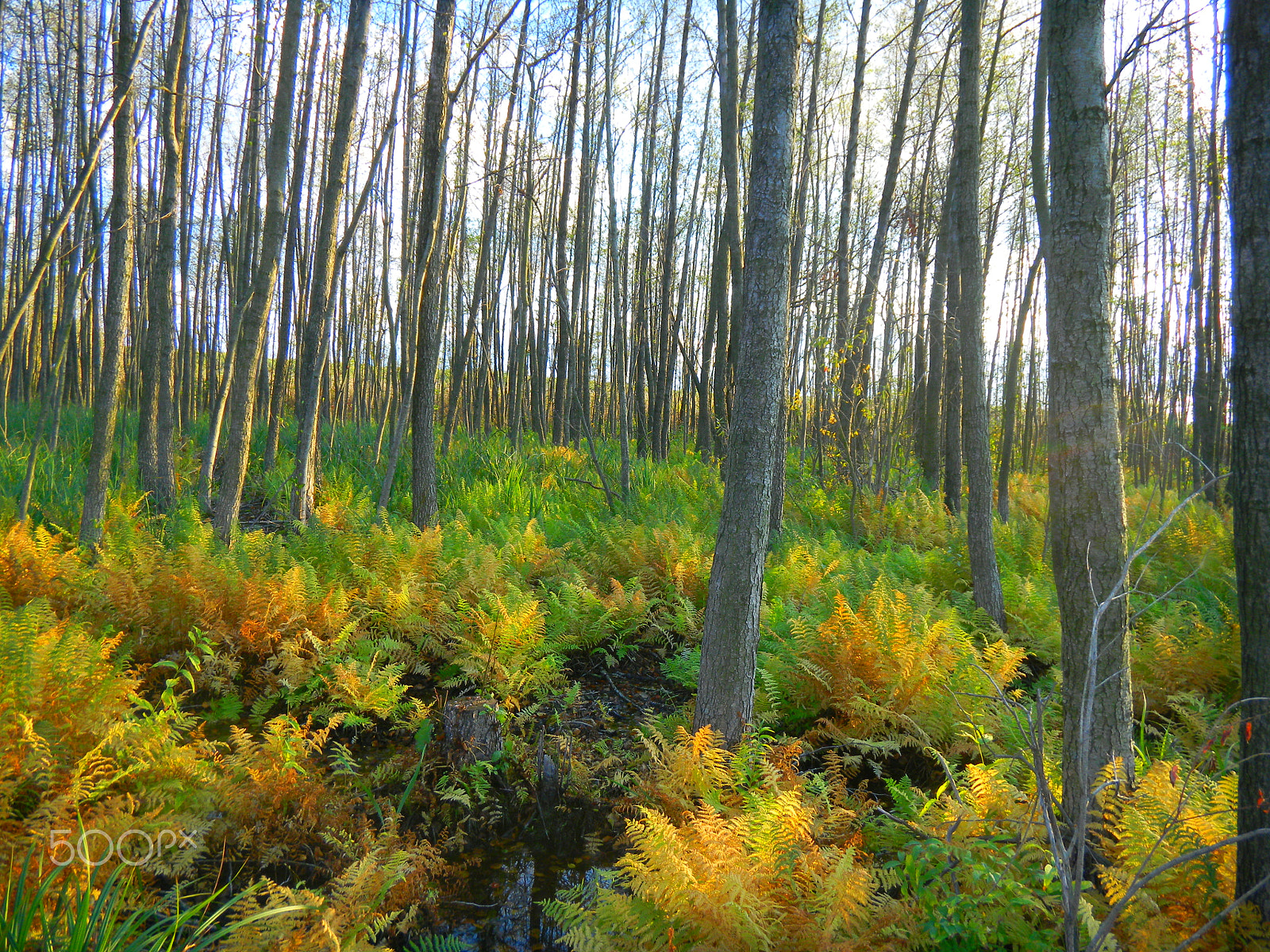 Nikon Coolpix S1100pj sample photo. Swamp forest with fern photography