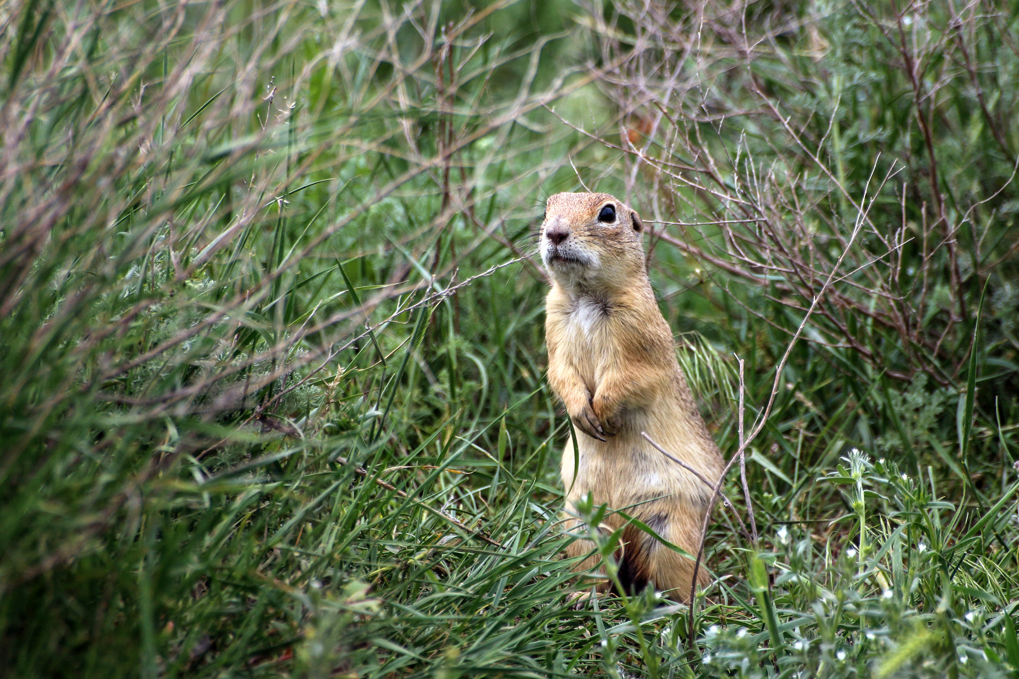 Canon EOS 650D (EOS Rebel T4i / EOS Kiss X6i) + Sigma 50-200mm F4-5.6 DC OS HSM sample photo. Squirrel photography