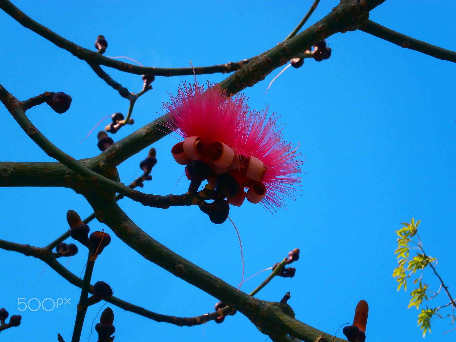 Olympus VG120,D705 sample photo. Seudobombax ellipticum - shaving brush tree photography