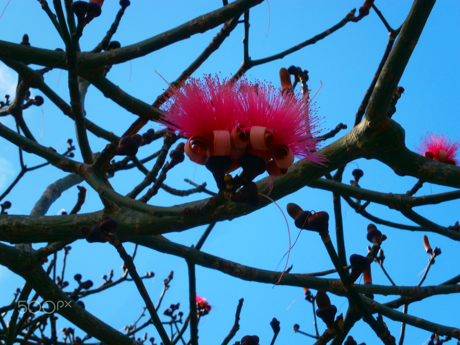 Olympus VG120,D705 sample photo. Seudobombax ellipticum - shaving brush tree photography