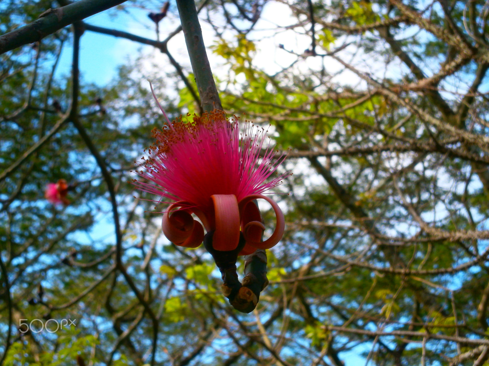 Olympus VG120,D705 sample photo. Seudobombax ellipticum - shaving brush tree photography