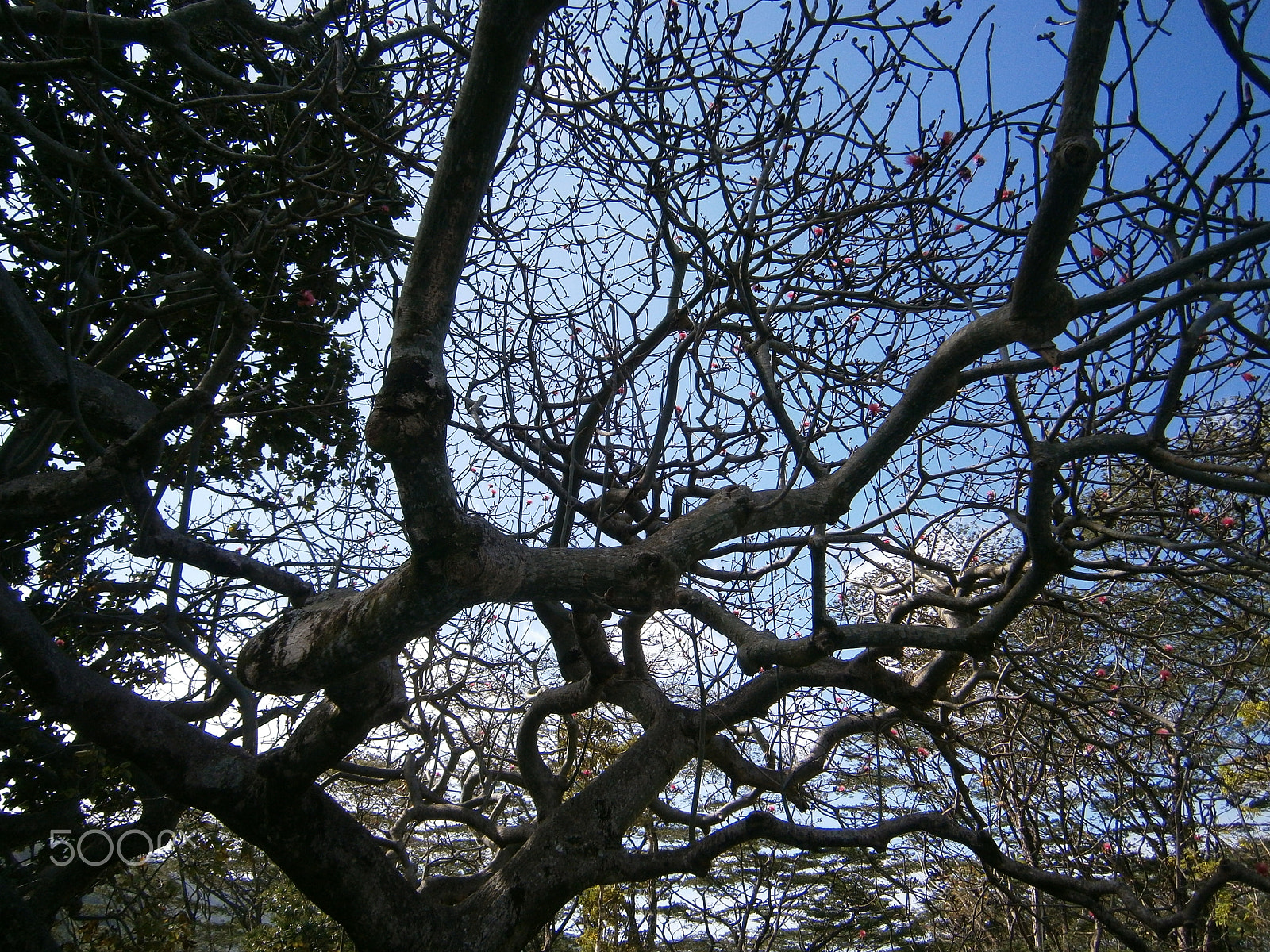 Olympus VG120,D705 sample photo. Seudobombax ellipticum - shaving brush tree photography