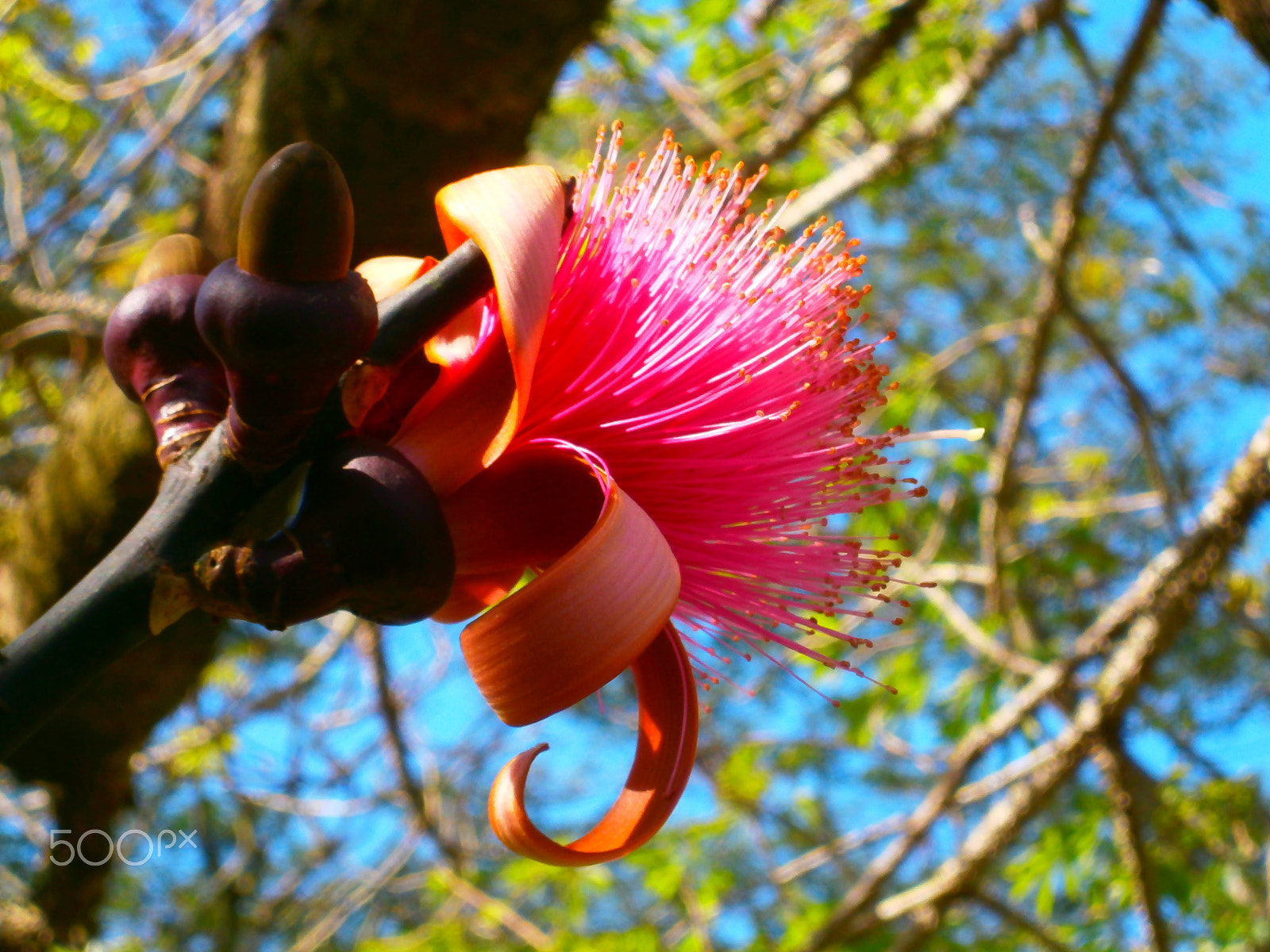 Olympus VG120,D705 sample photo. Seudobombax ellipticum - shaving brush tree photography