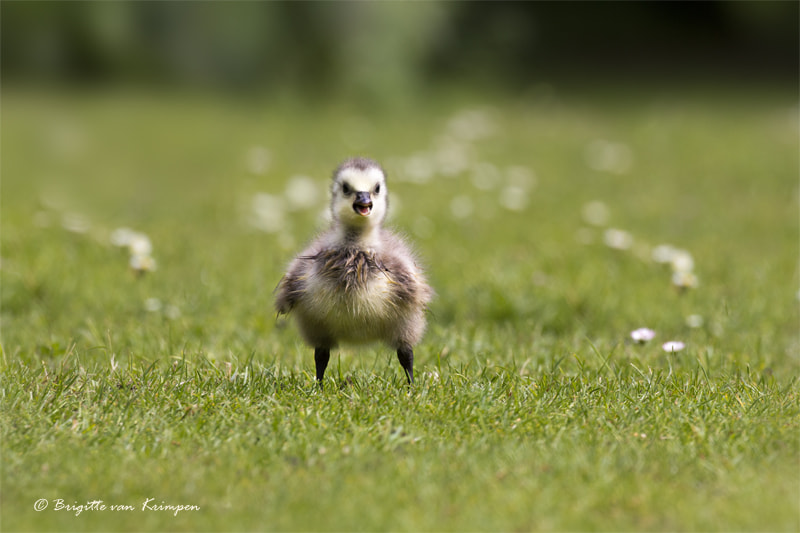 Canon EF 100-400mm F4.5-5.6L IS II USM sample photo. Fluffy photography