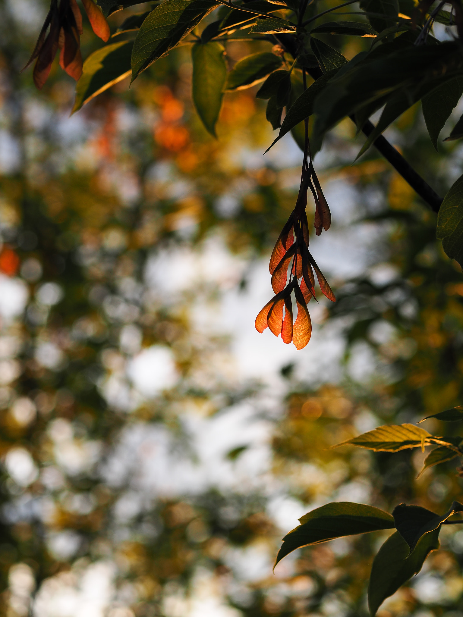 Olympus OM-D E-M10 + Sigma 60mm F2.8 DN Art sample photo. * photography