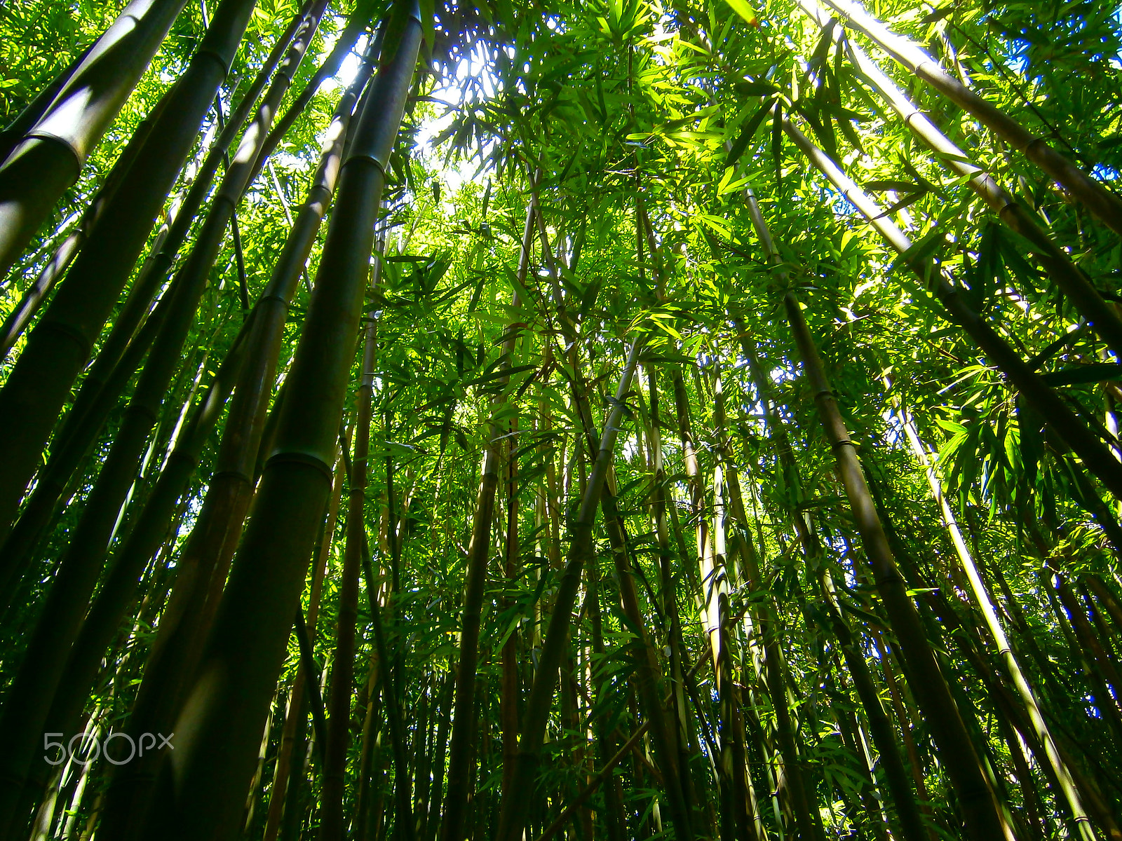 Olympus VG120,D705 sample photo. Manoa falls photography