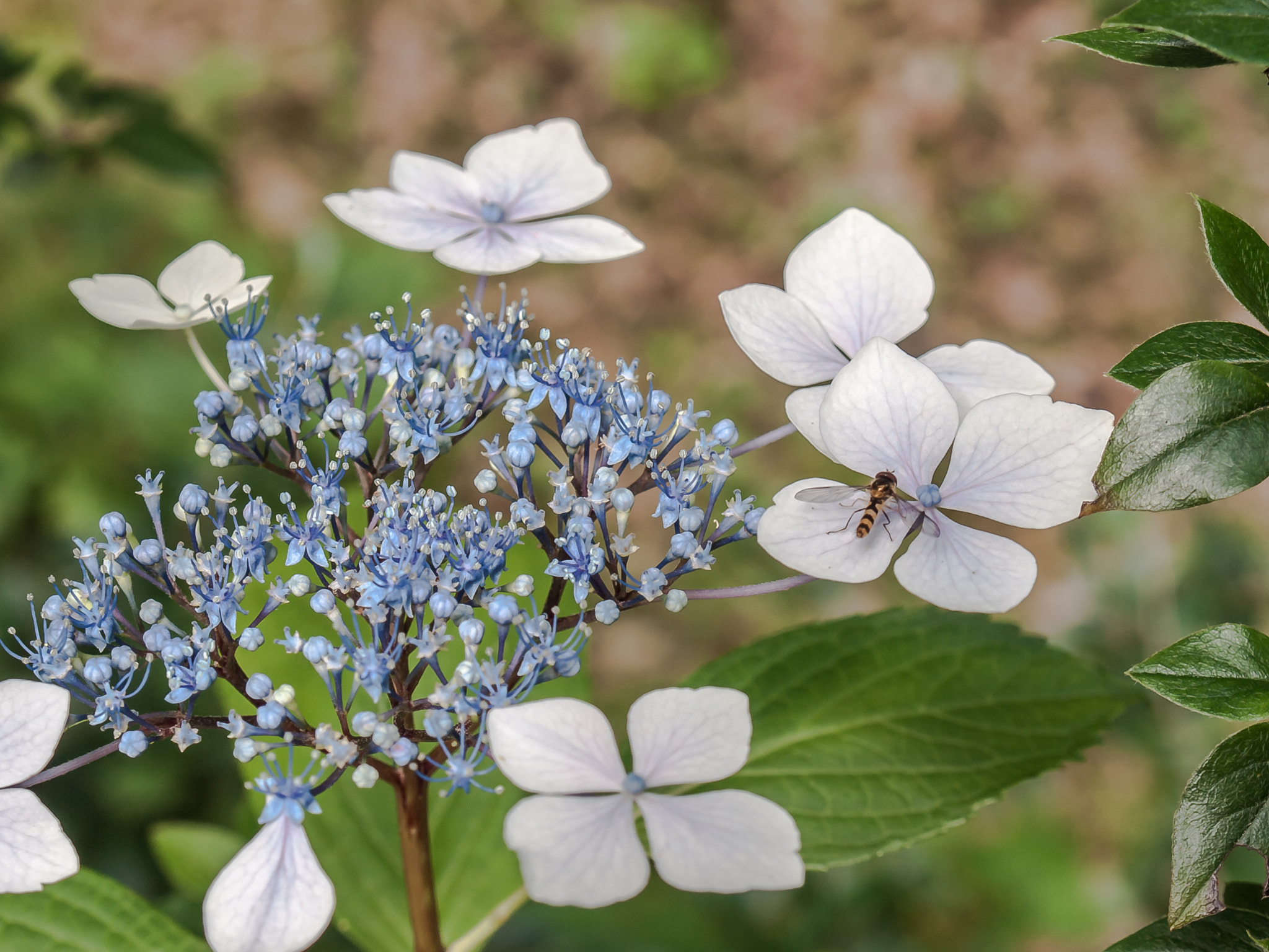 Olympus Zuiko Digital 14-54mm F2.8-3.5 II sample photo. Avispa/wasp photography