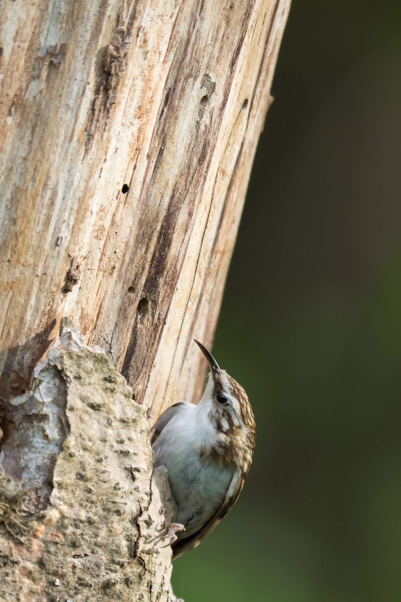 Olympus OM-D E-M1 + OLYMPUS 300mm Lens sample photo. Eurasian treecreeper photography