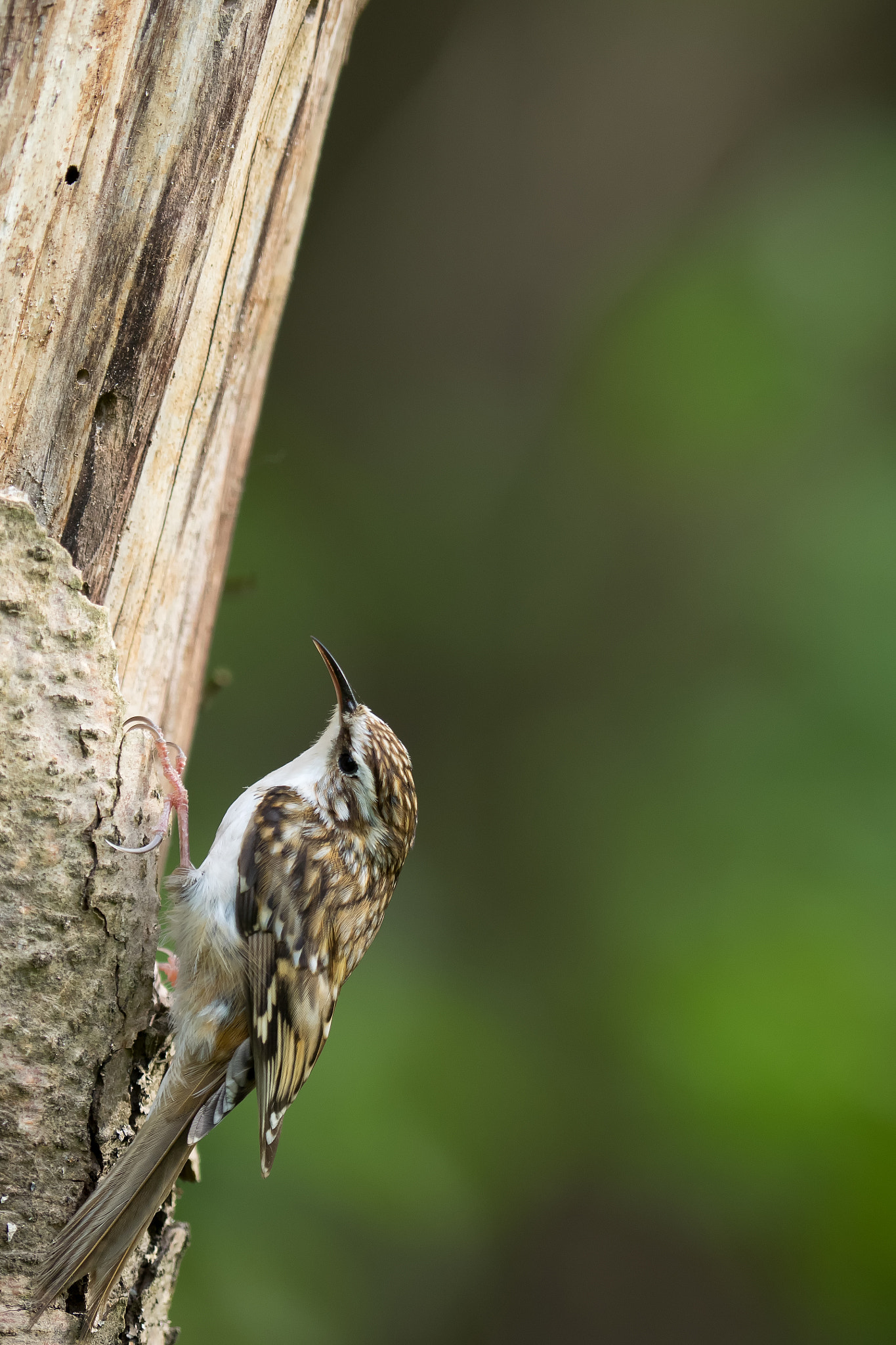 Olympus OM-D E-M1 + OLYMPUS 300mm Lens sample photo. Eurasian treecreeper photography