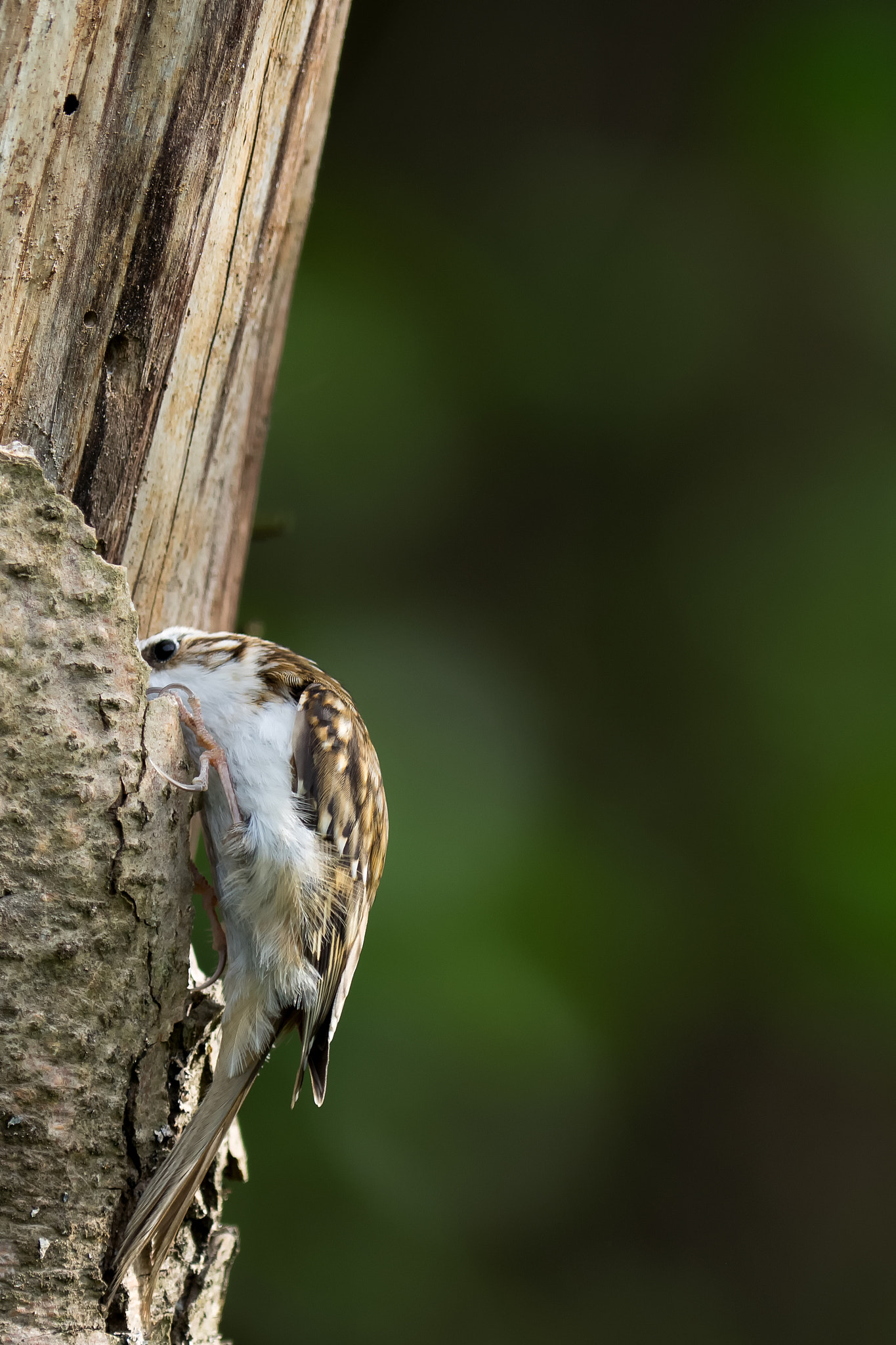 Olympus OM-D E-M1 + OLYMPUS 300mm Lens sample photo. Eurasian treecreeper photography