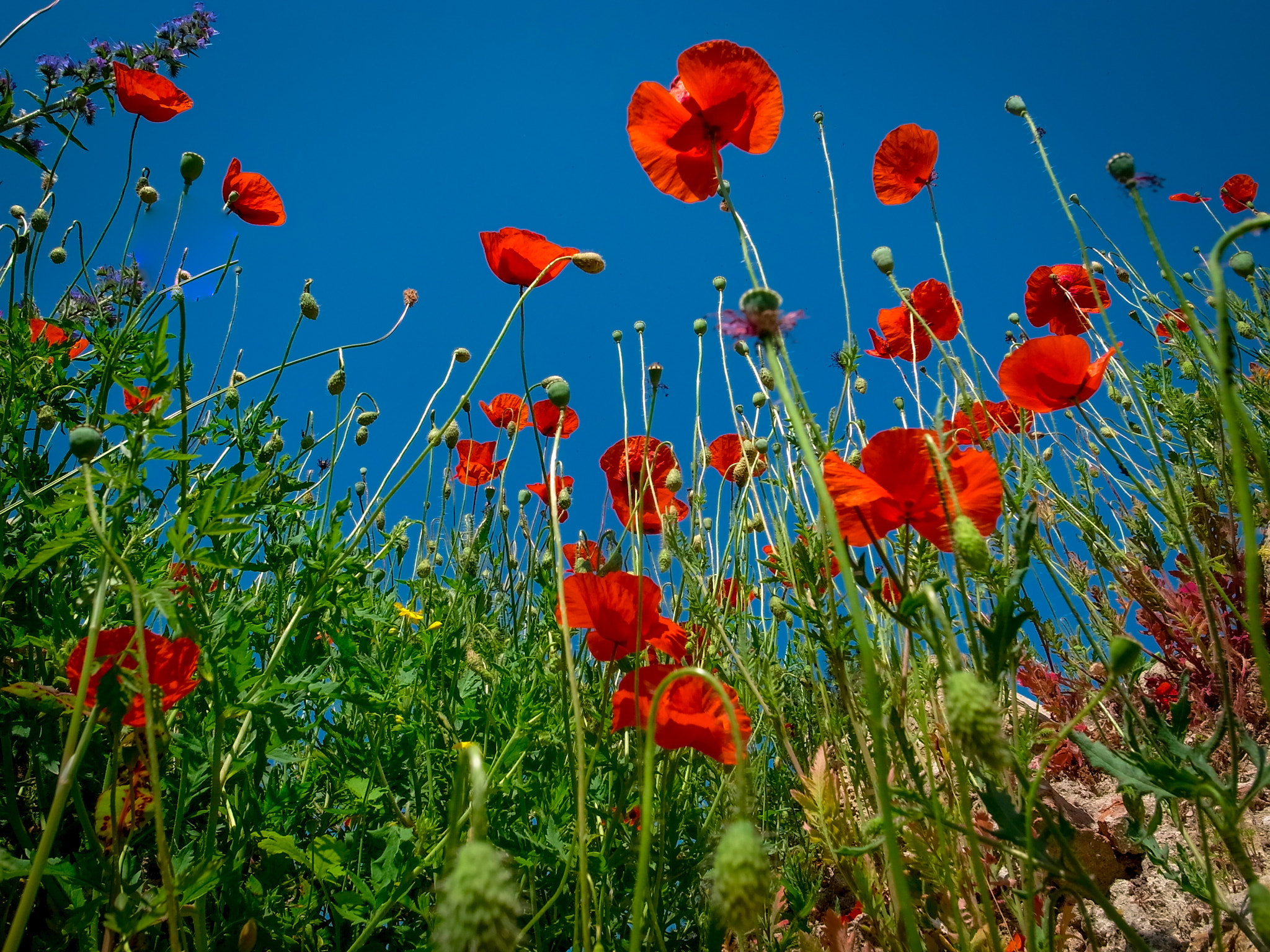 RICOH GR LENS sample photo. Red drops on the sky photography