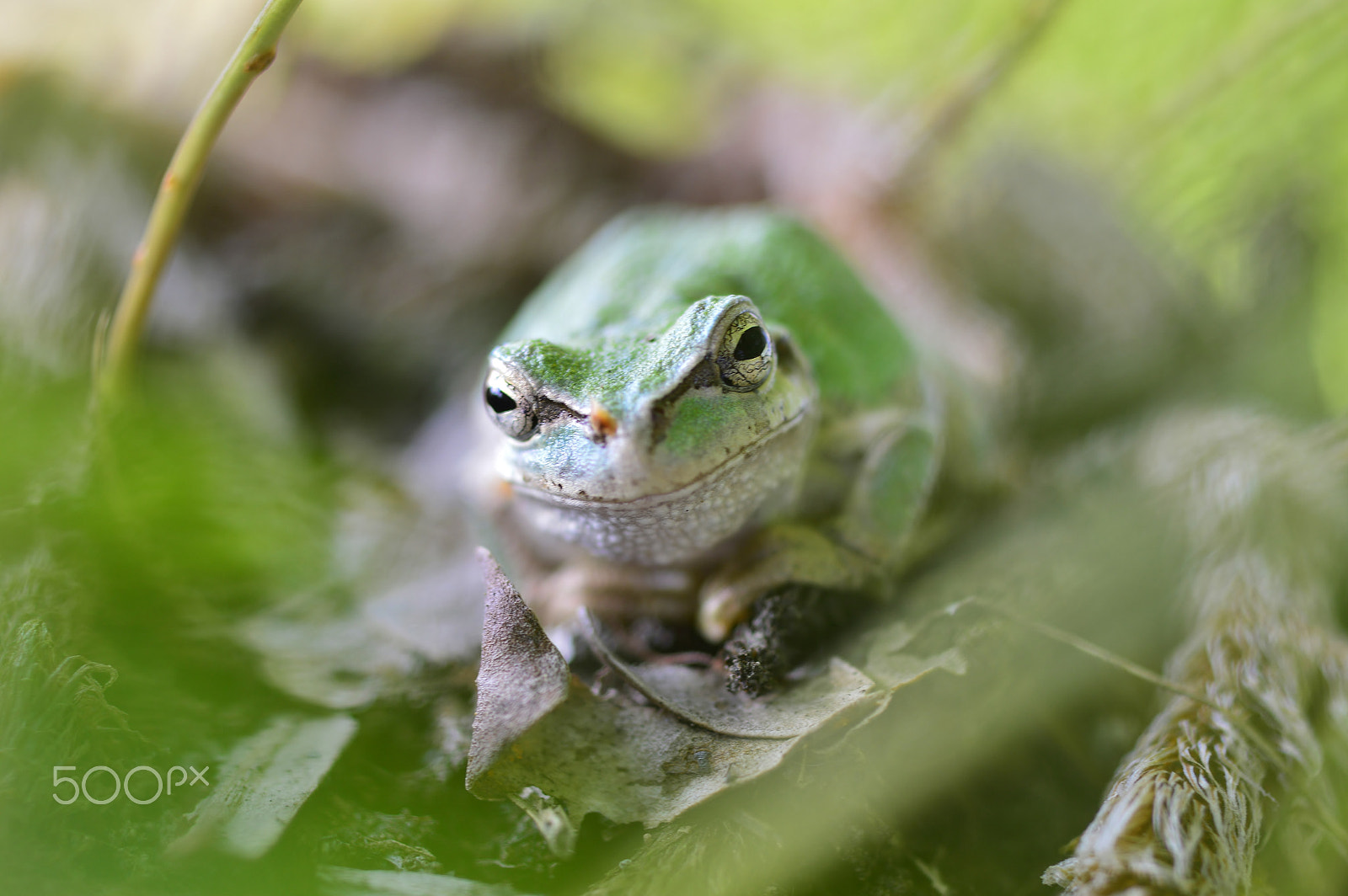 Nikon D3200 + AF Micro-Nikkor 55mm f/2.8 sample photo. Spring nature.....frog photography