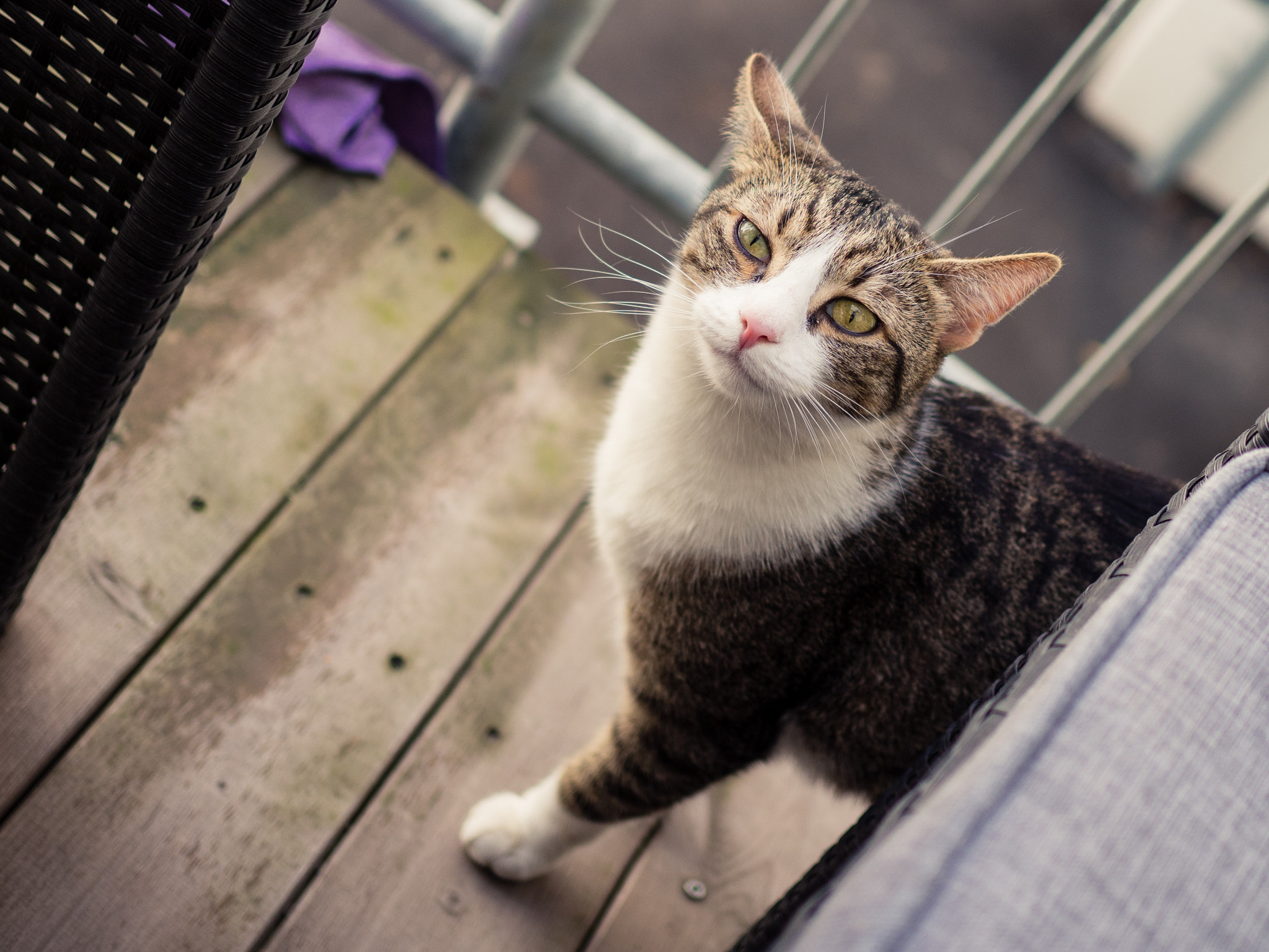 Olympus OM-D E-M10 II + Olympus M.Zuiko Digital 25mm F1.8 sample photo. Cat spike photography
