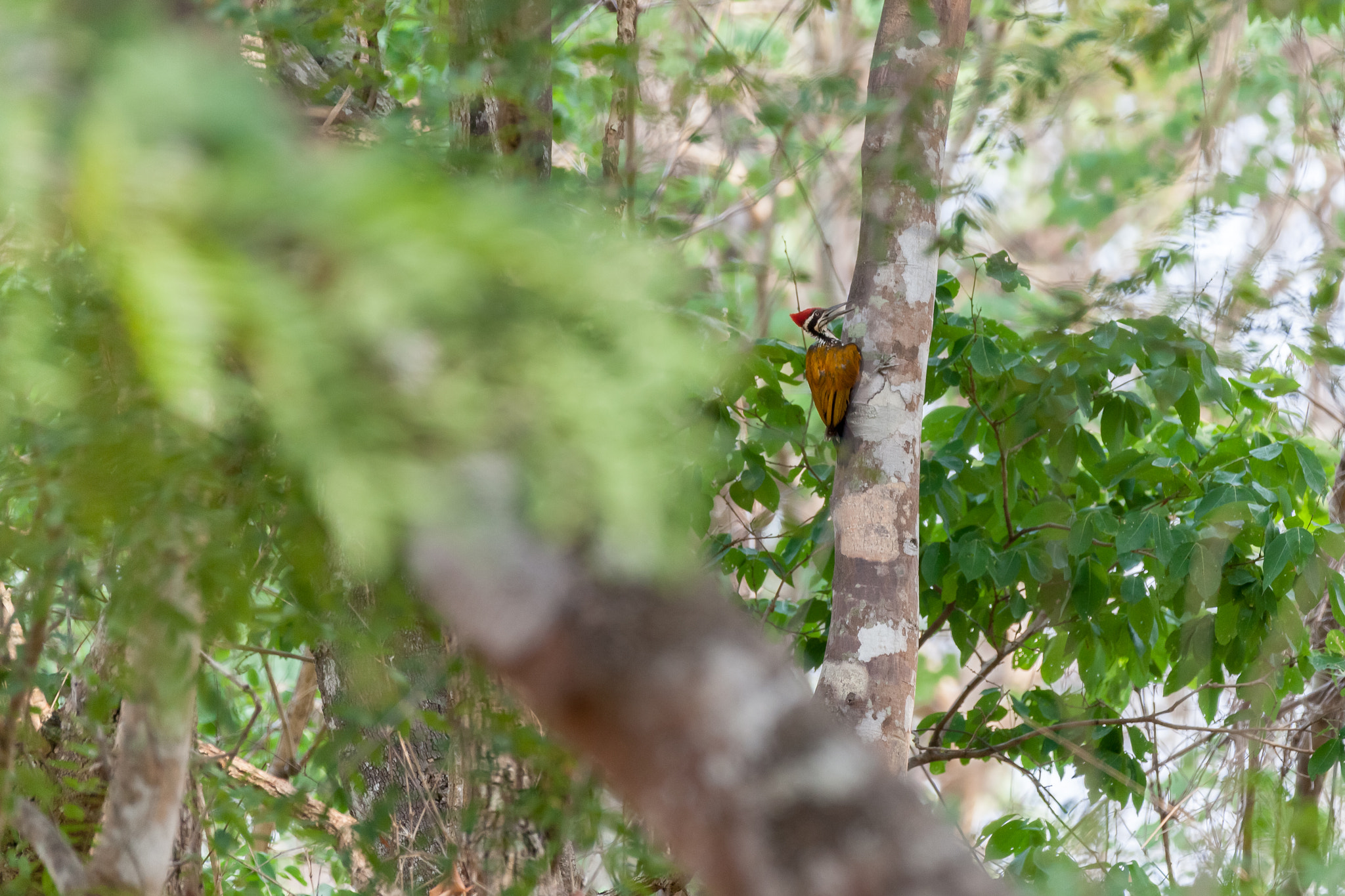 Canon EF 70-200mm F2.8L IS II USM sample photo. Greater flameback (chrysocolaptes guttacristatus) photography