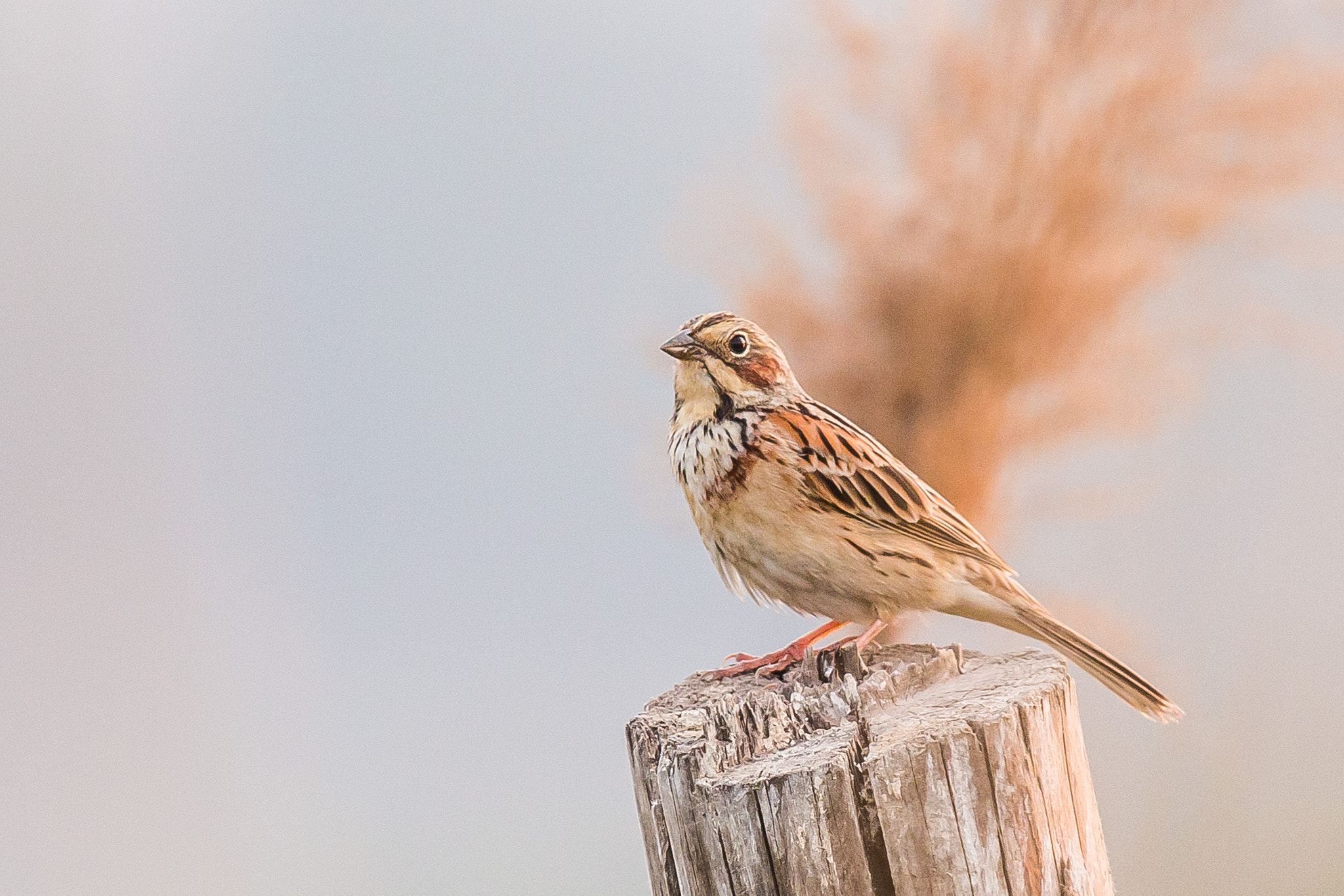 Canon EOS 70D + Canon EF 600mm F4L IS II USM sample photo. Chestnut-eared bunting photography