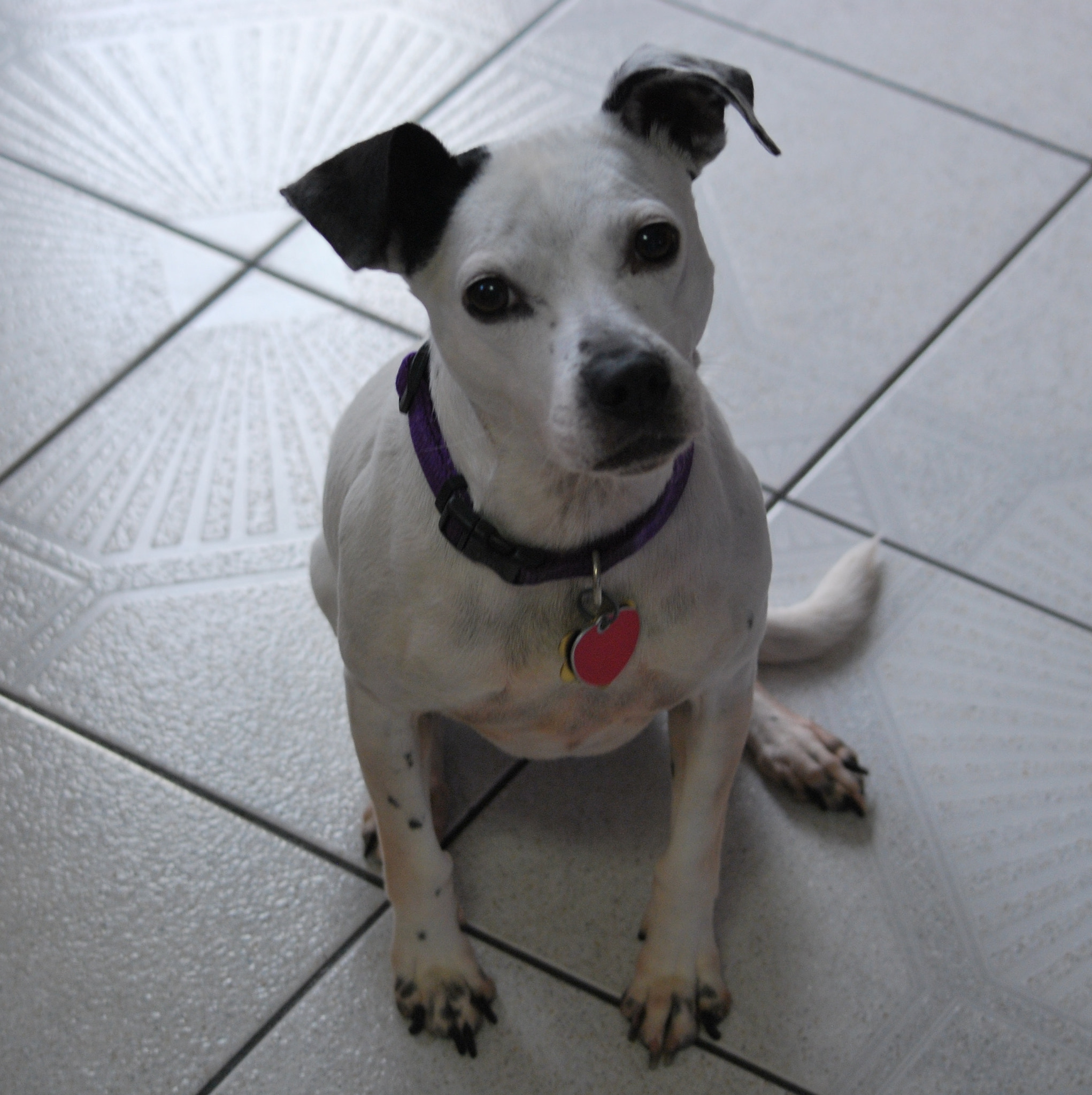Nikon D60 sample photo. Daisey. photography