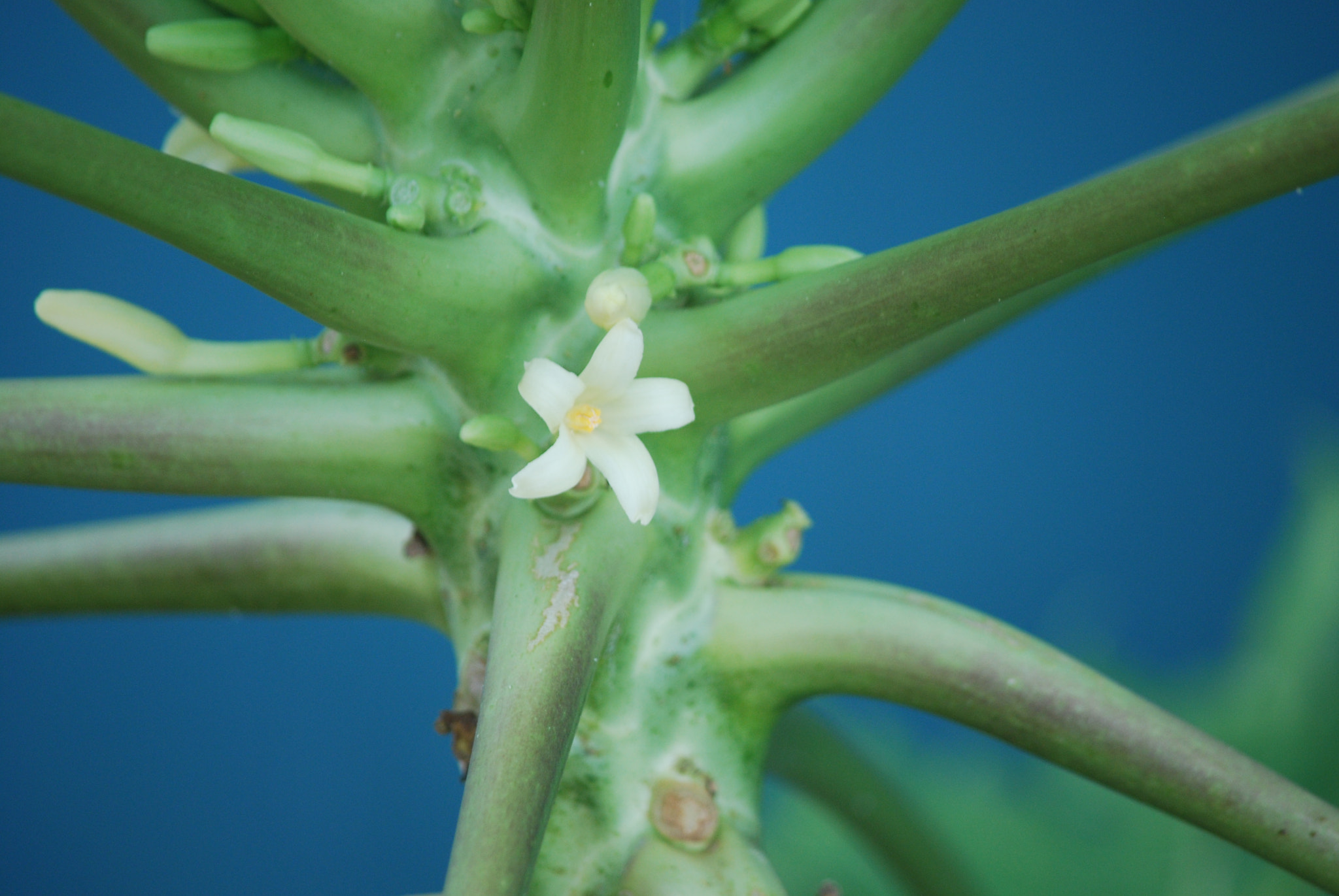 Nikon D60 sample photo. Only one at a time! photography
