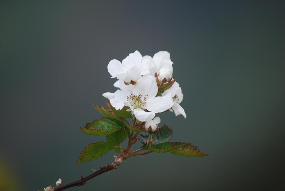 Nikon D60 sample photo. Simplicity photography