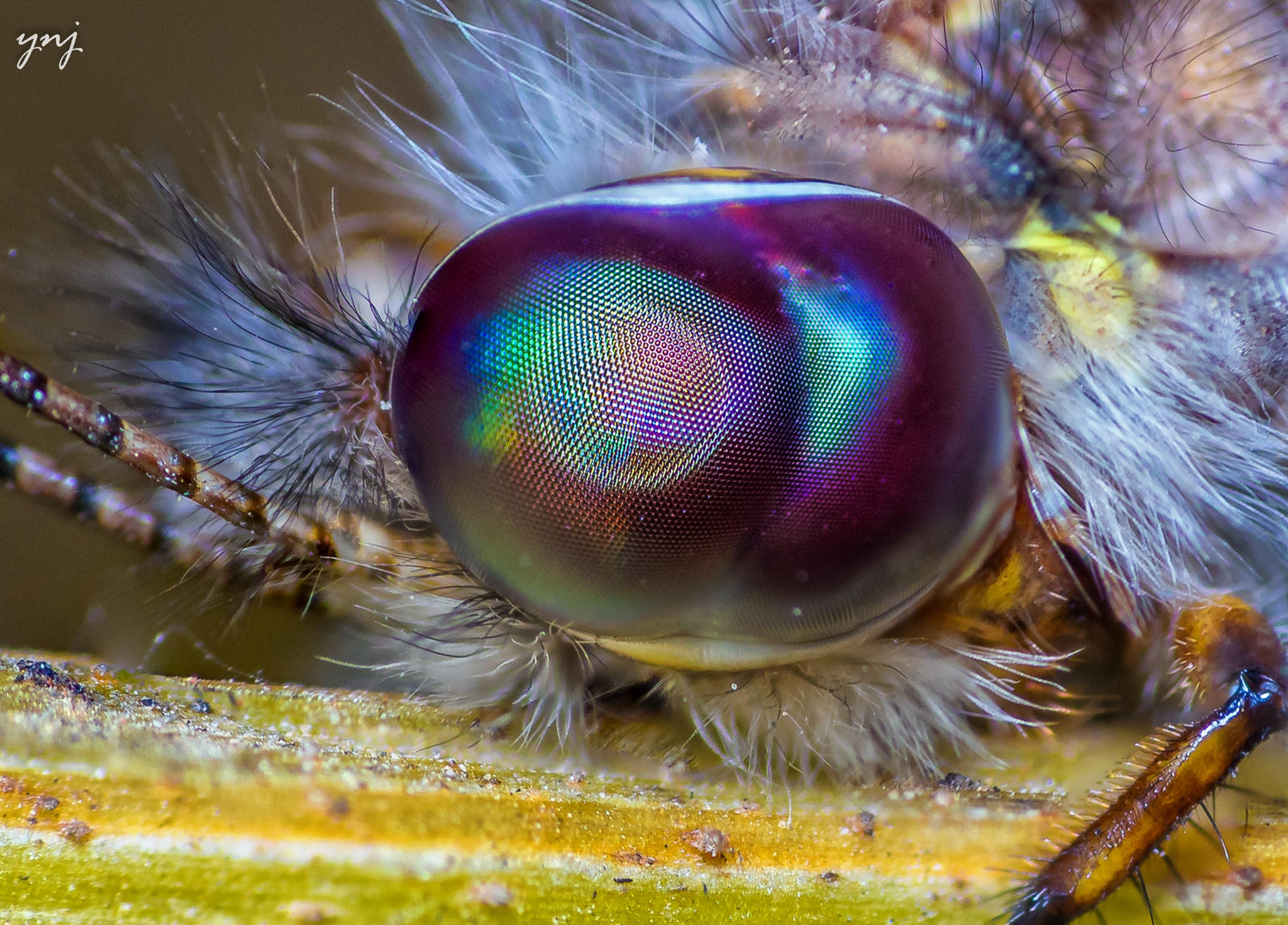 Sigma 70-300mm F4-5.6 APO DG Macro sample photo. Owlfly eye close-up photography