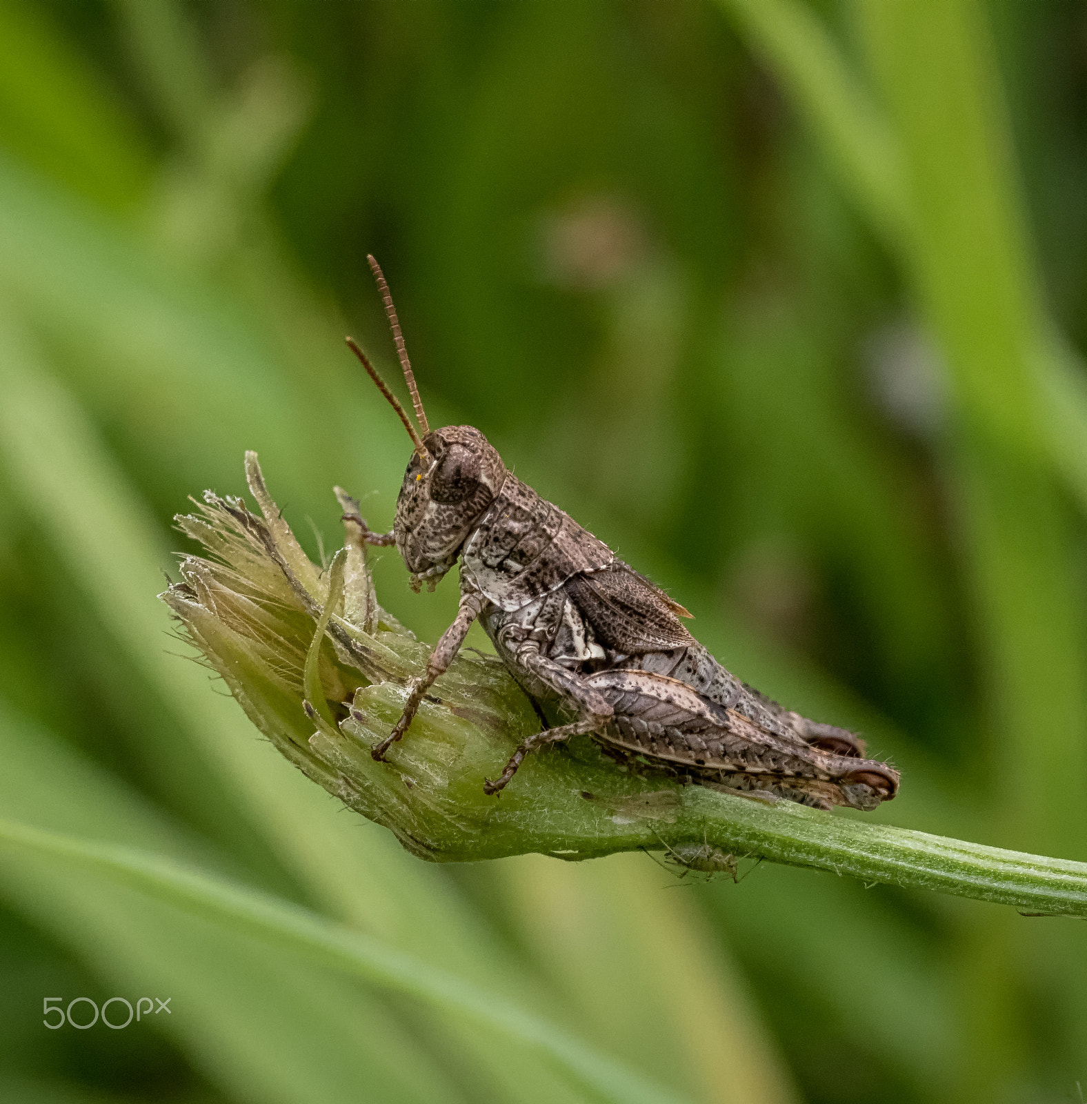 Panasonic Leica DG Macro-Elmarit 45mm F2.8 ASPH OIS sample photo. New zealand grasshopper and friend photography