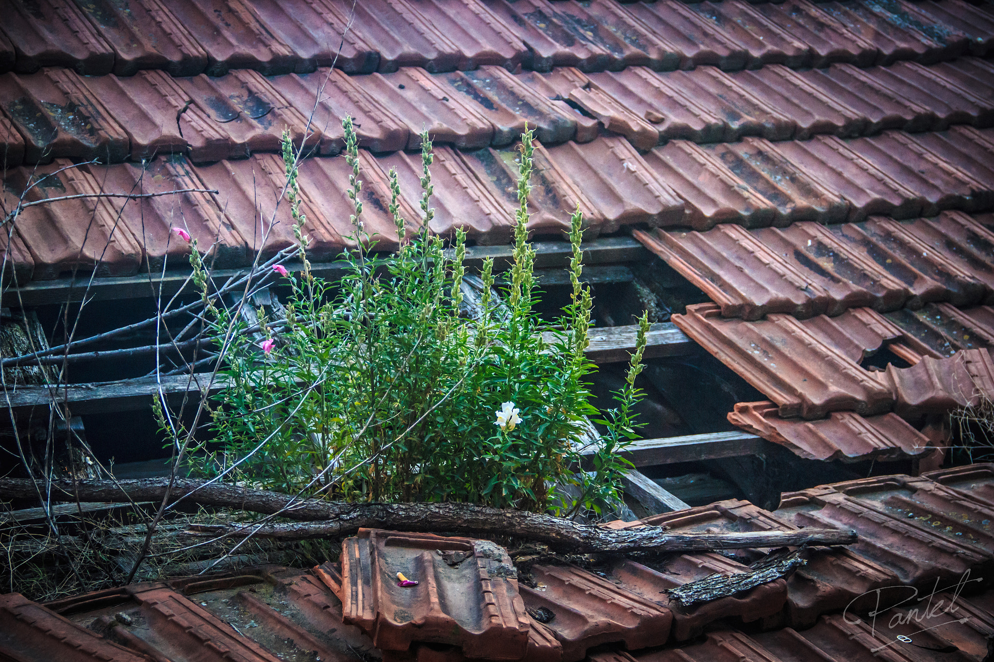 Canon EF-S 18-135mm F3.5-5.6 IS sample photo. Roof flowers photography