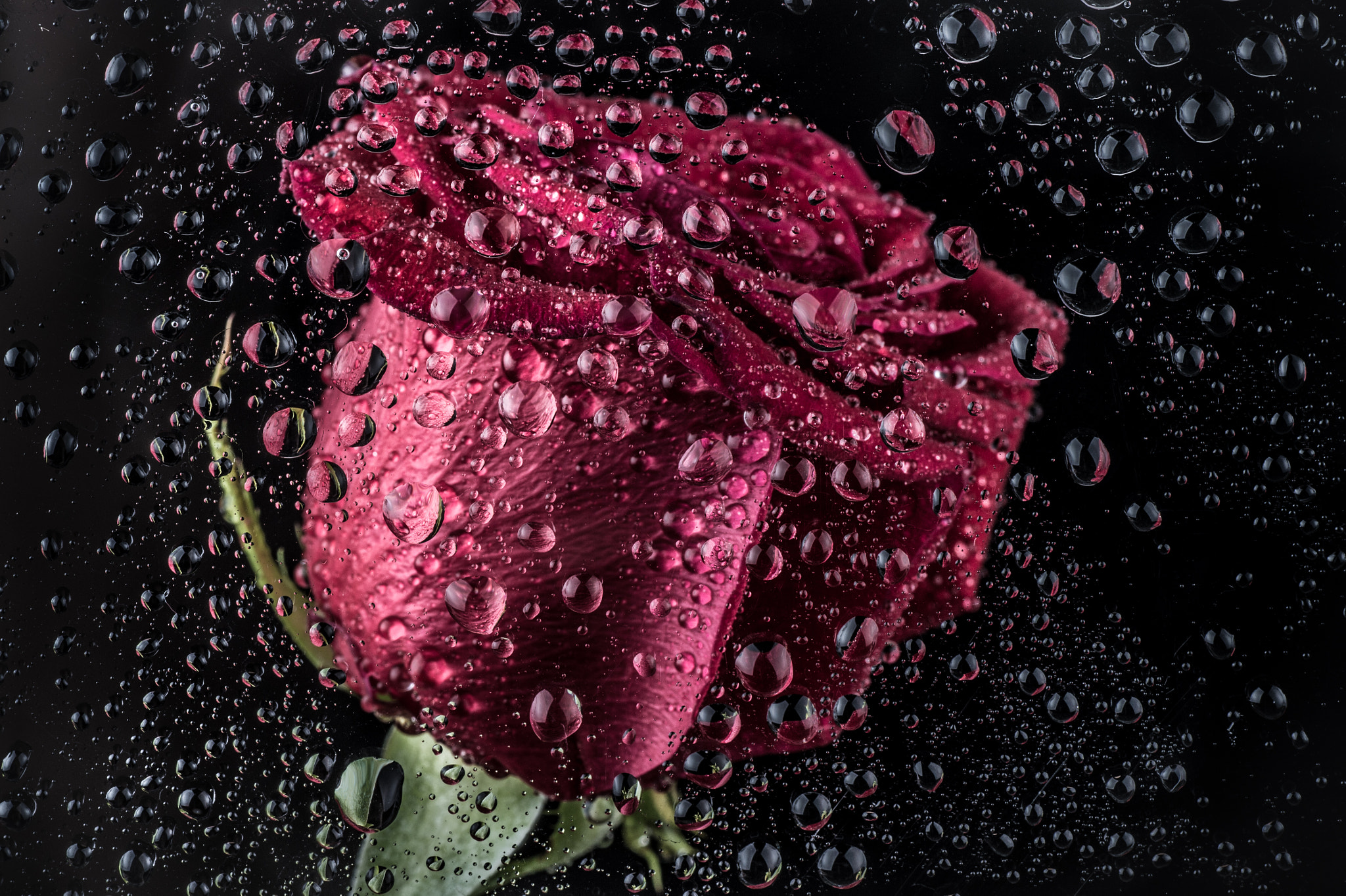 Nikon D4S sample photo. Rose... photography