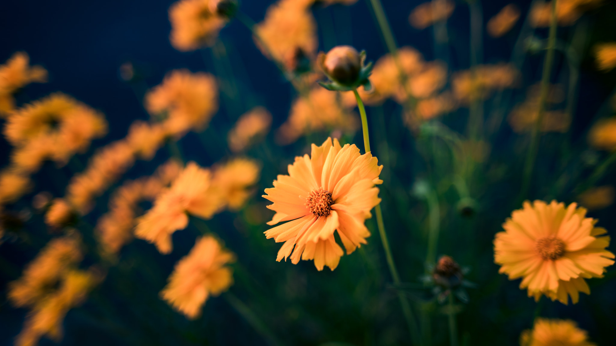 Sigma 24mm F1.8 EX DG Aspherical Macro sample photo. Wild flower photography