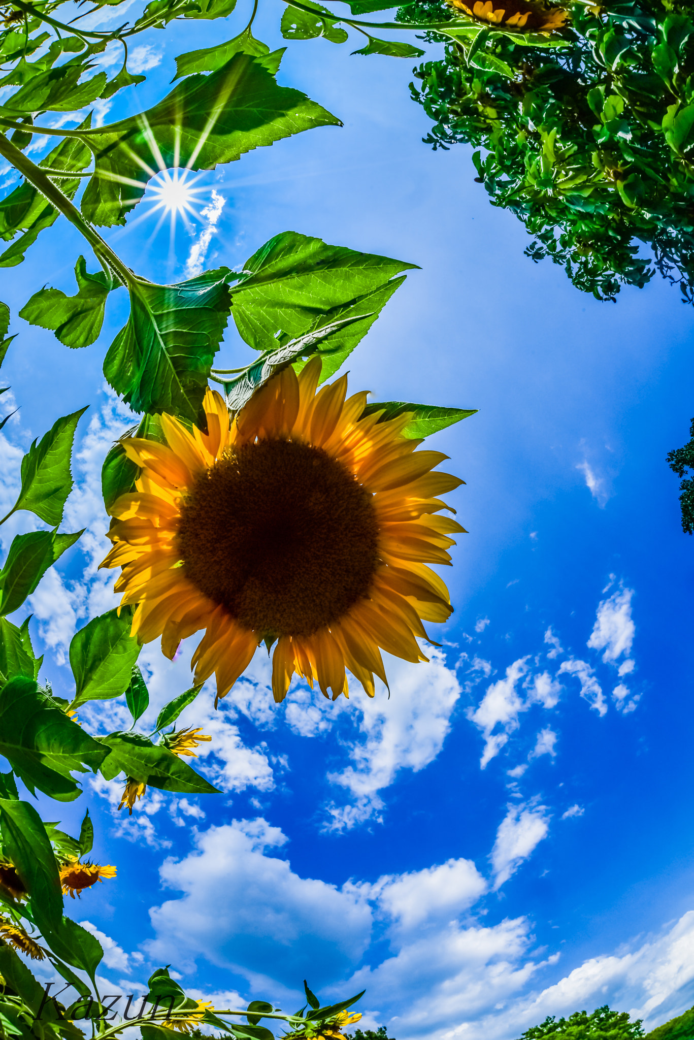 Nikon D810 + Sigma 15mm F2.8 EX DG Diagonal Fisheye sample photo. Sun flowers! photography