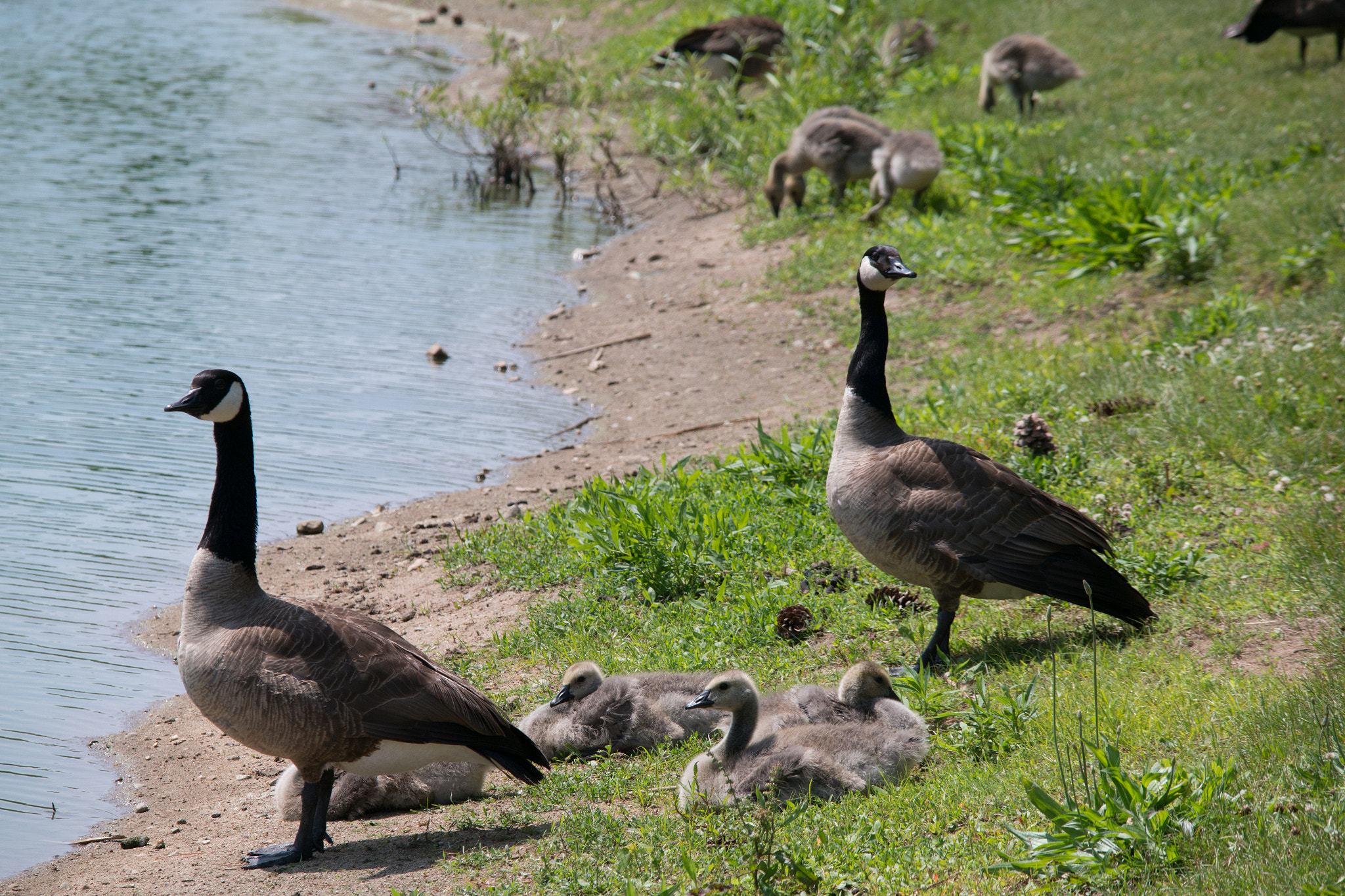Samsung NX300 + Samsung NX 50-200mm F4-5.6 ED OIS sample photo. Southridge geese 01 photography