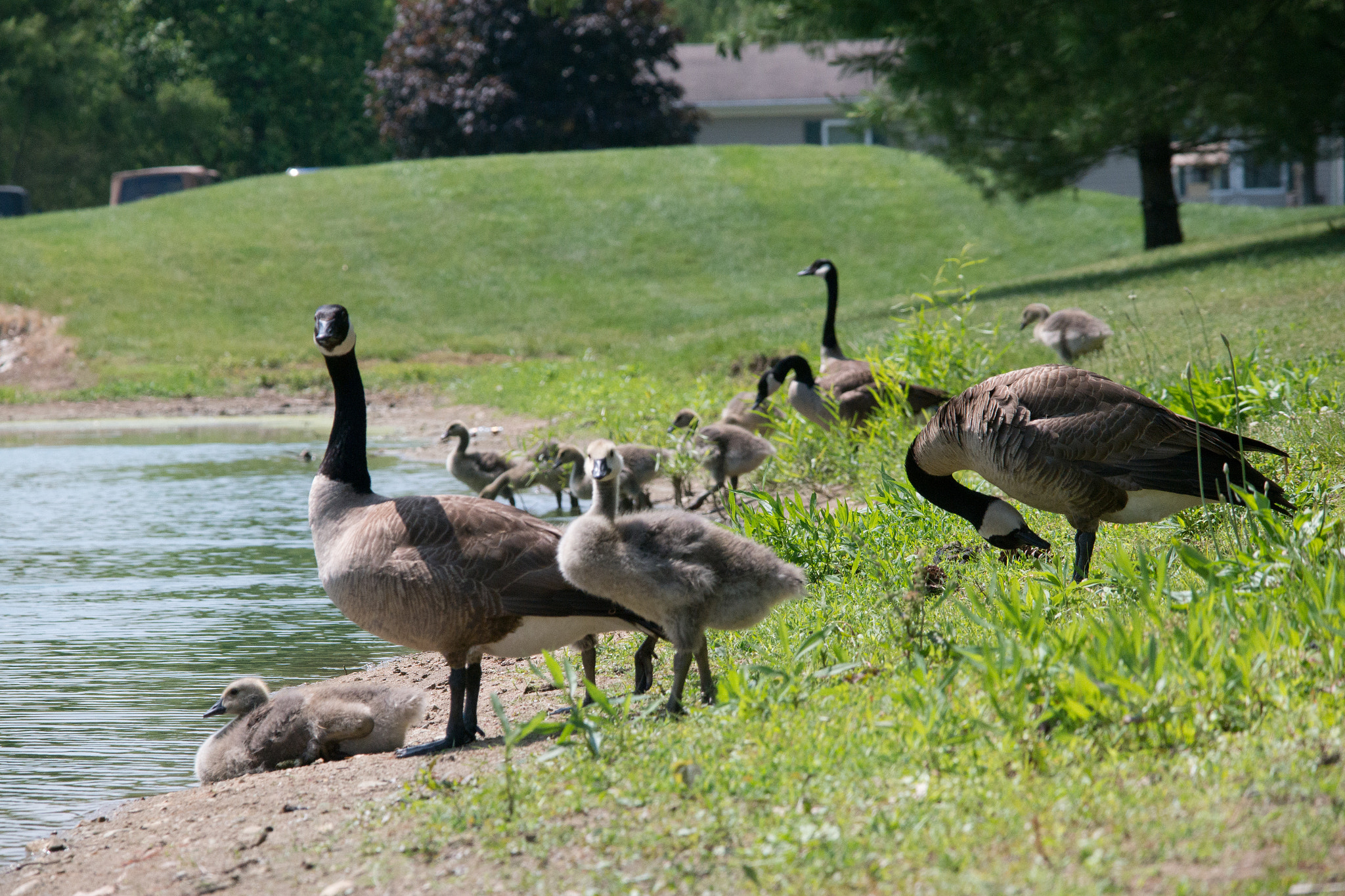 Samsung NX300 + Samsung NX 50-200mm F4-5.6 ED OIS sample photo. Southridge geese 03 photography