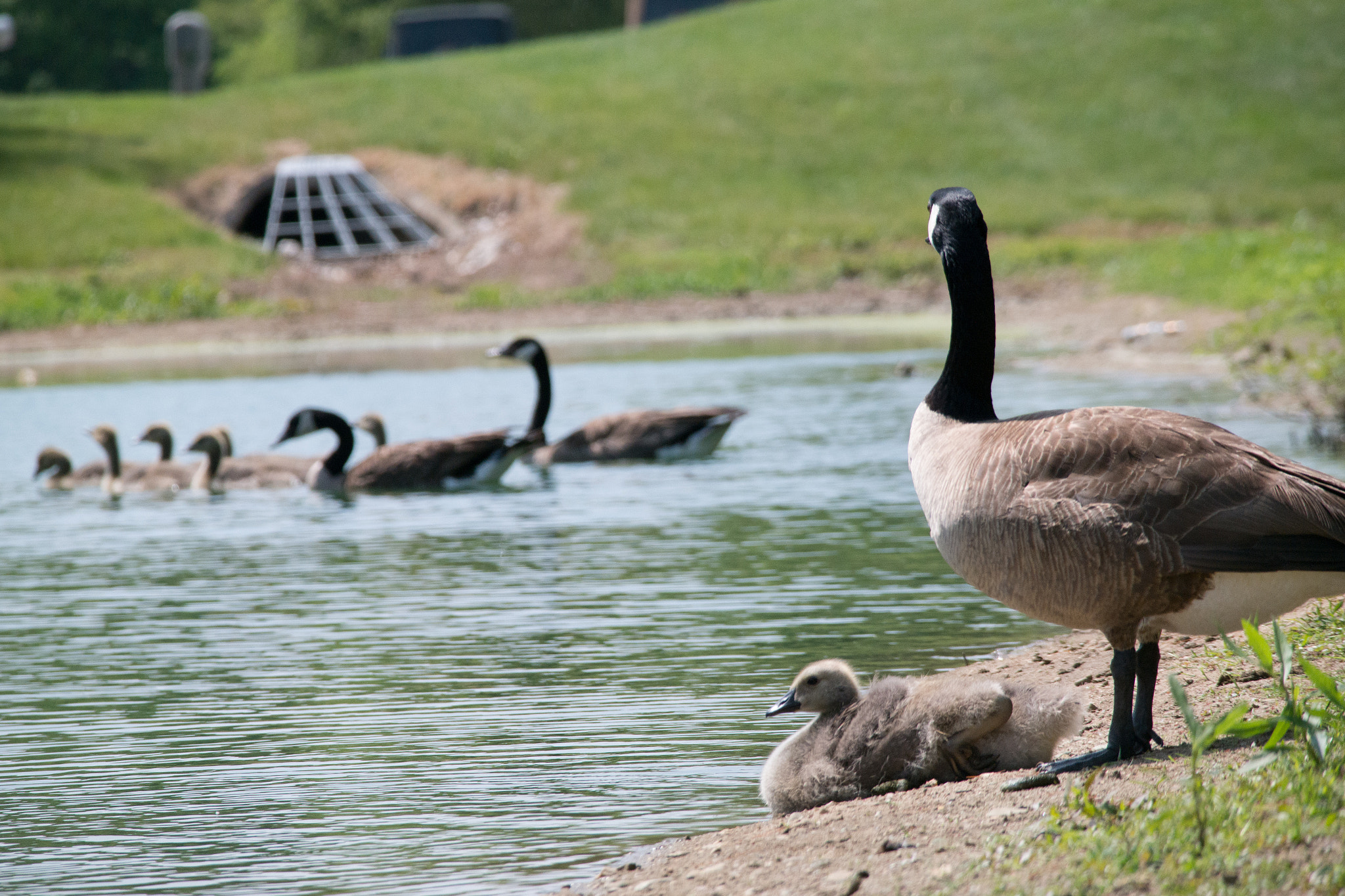 Samsung NX300 + Samsung NX 50-200mm F4-5.6 ED OIS sample photo. Southridge geese 04 photography