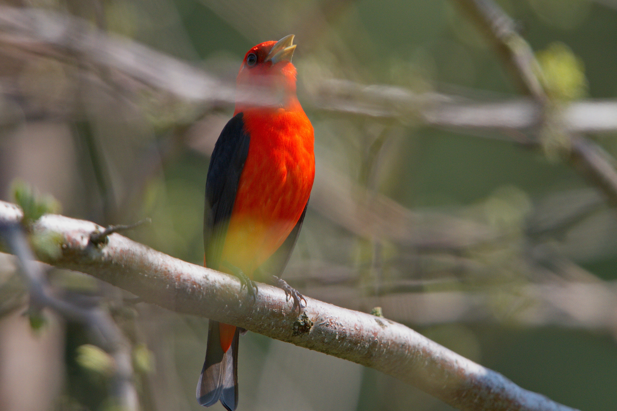 Canon EOS 7D + Canon EF 600mm F4L IS II USM sample photo. Scarlet tanager photography