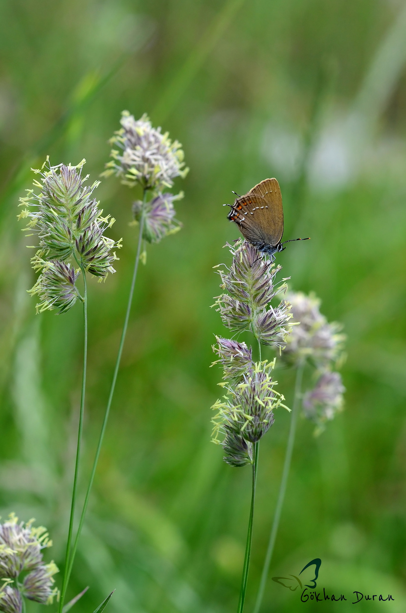 Sigma 150mm F2.8 EX DG Macro HSM sample photo. Satyrium ilicis photography