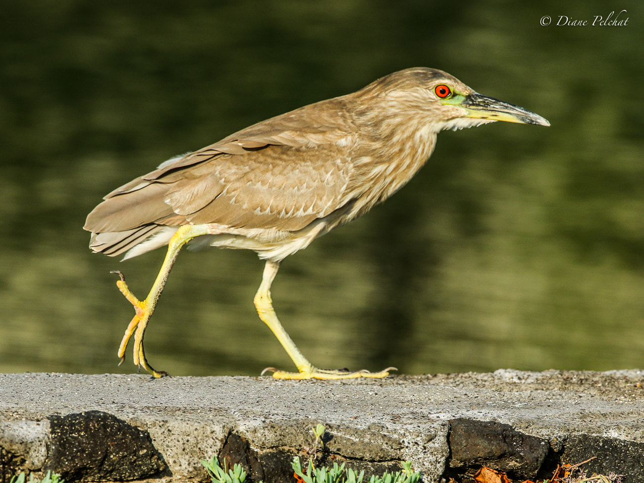 Canon EF 300mm F2.8L IS II USM sample photo. Juvenile black-crowned night heron photography