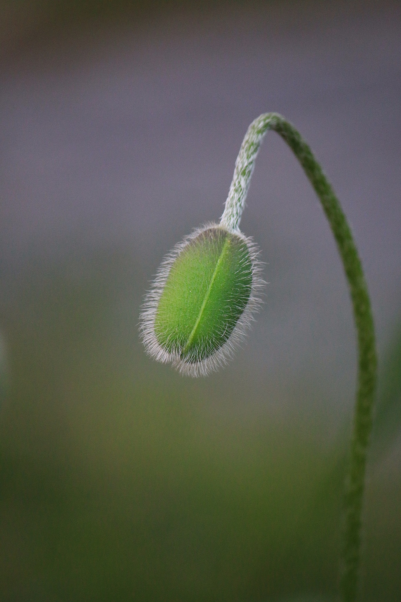 Canon EF-S 55-250mm F4-5.6 IS sample photo. Papaver somniferum photography