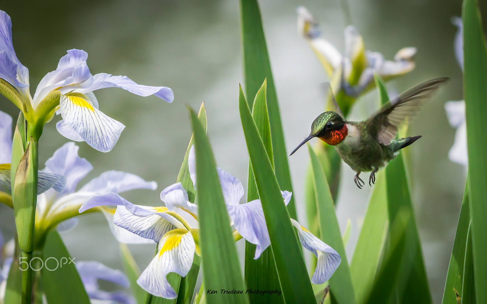 Sony a6000 + Tamron SP 150-600mm F5-6.3 Di VC USD sample photo. Hummers of shaw nature reserve photography