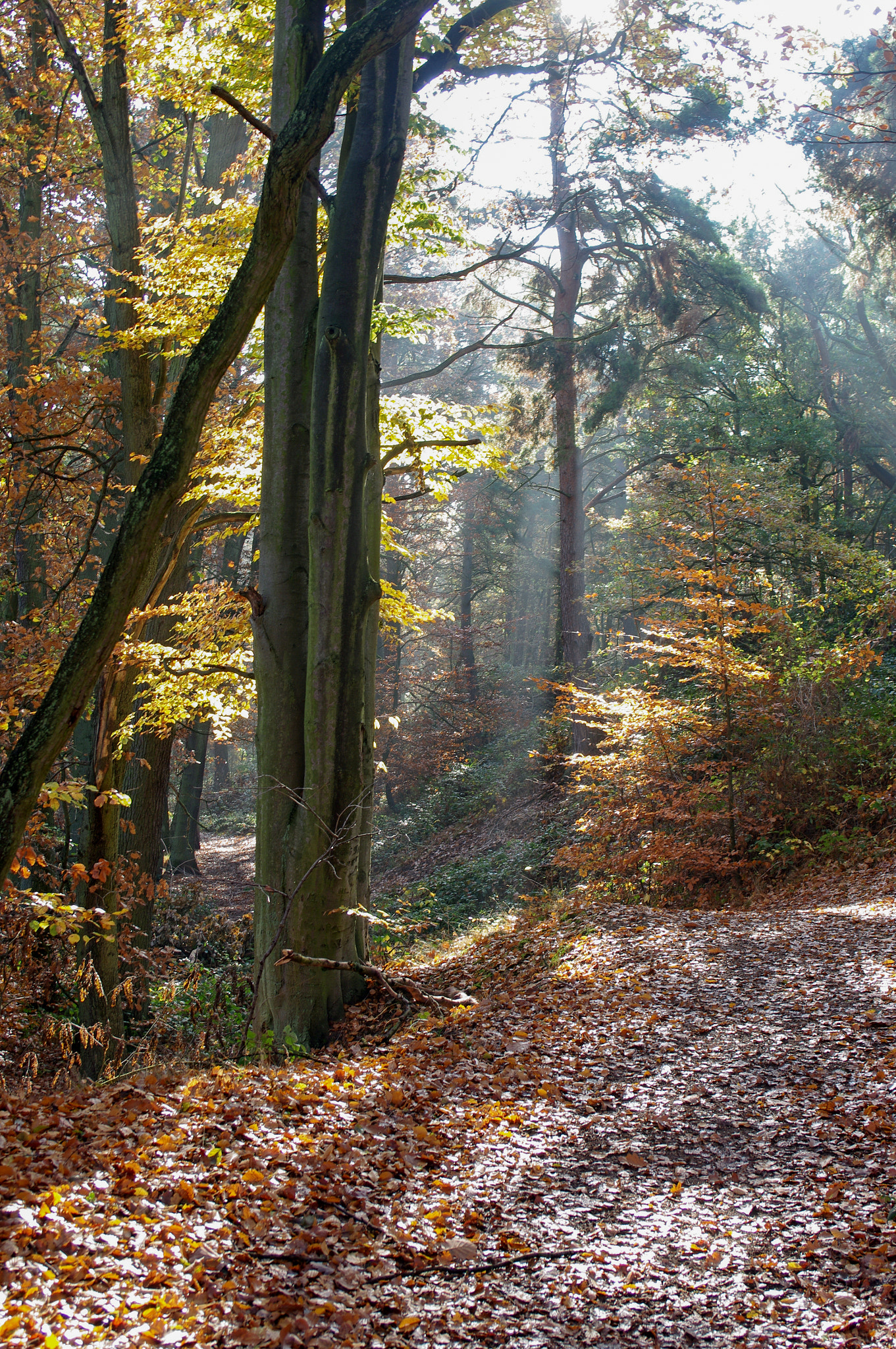 smc PENTAX-F 28mm F2.8 sample photo. Walk in the forest photography