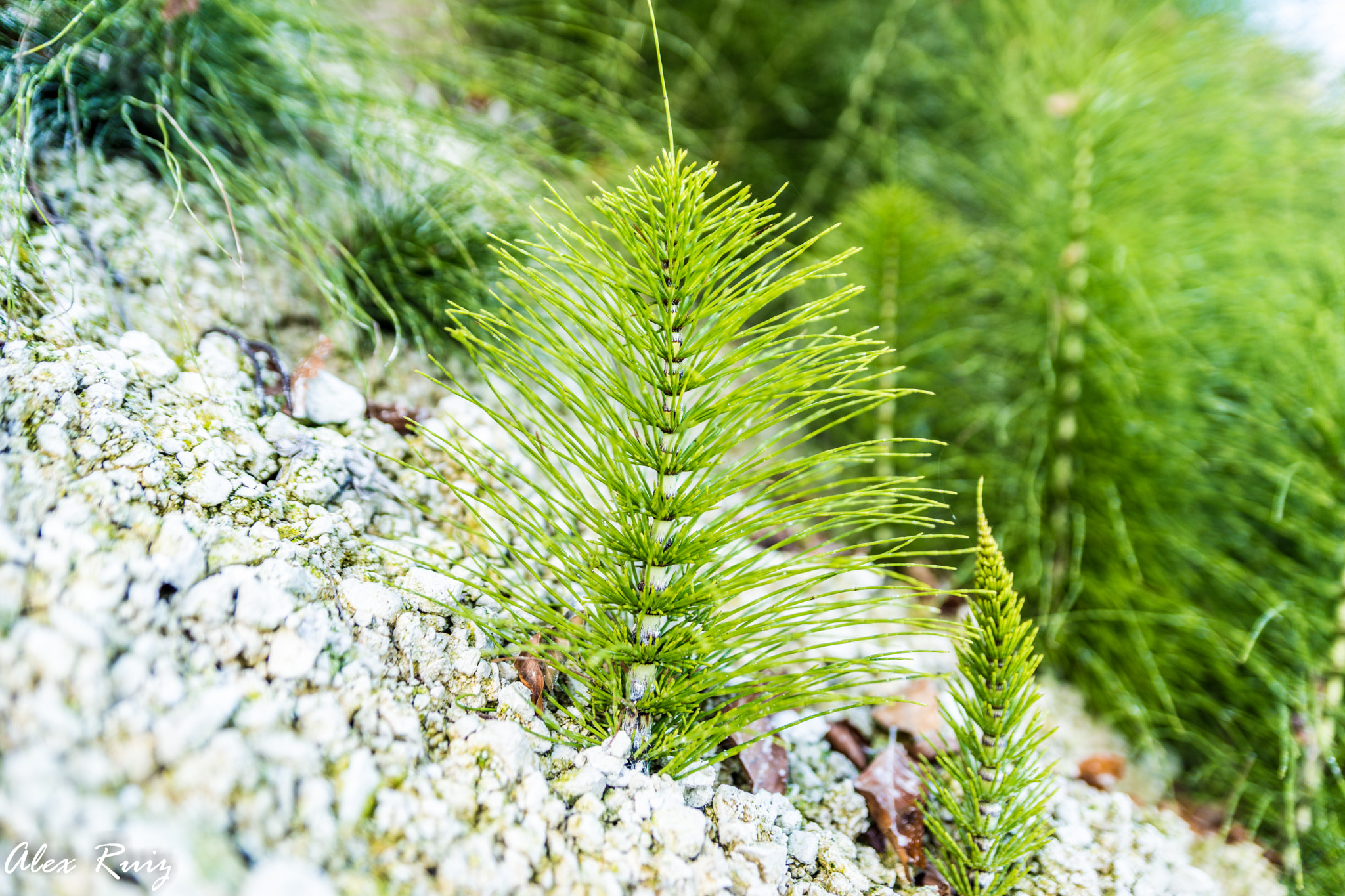 Sony a99 II + Sony 28-75mm F2.8 SAM sample photo. Dünenpflanze am königsstuhl photography