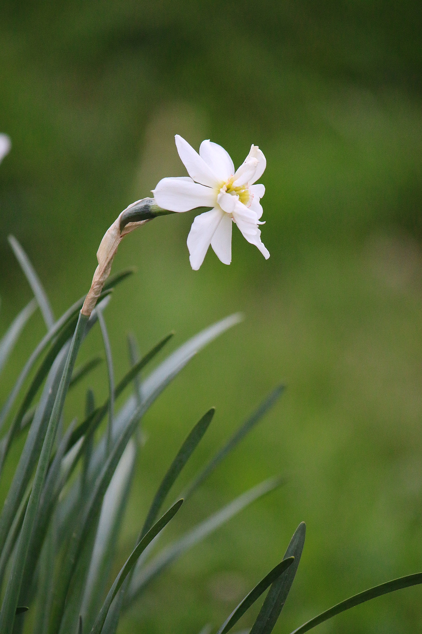 Canon EF-S 55-250mm F4-5.6 IS sample photo. Alone photography