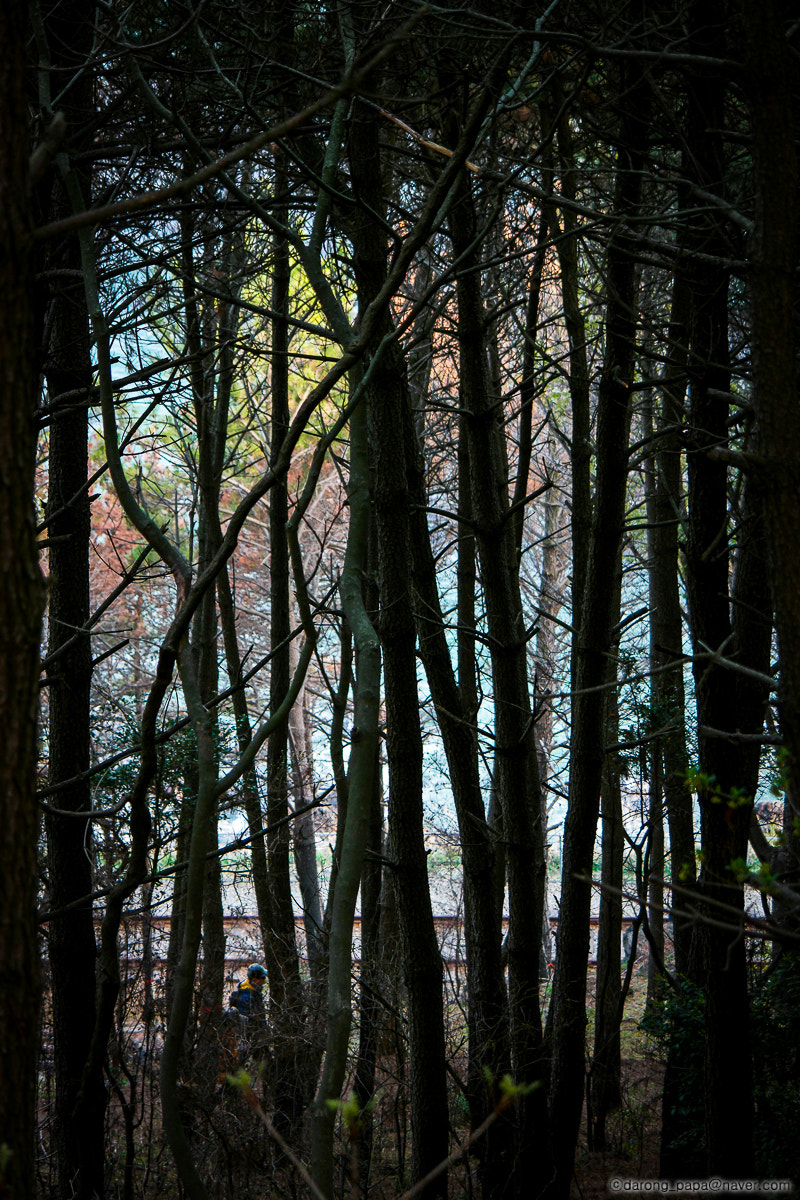 NX 50-200mm F4-5.6 sample photo. Snatch photography