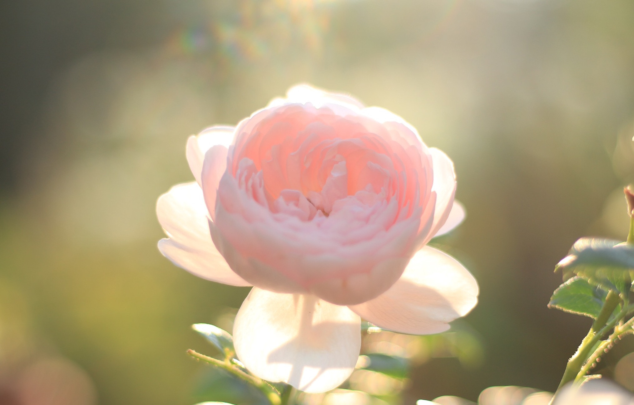 Canon EOS M + Canon EF 50mm F1.8 STM sample photo