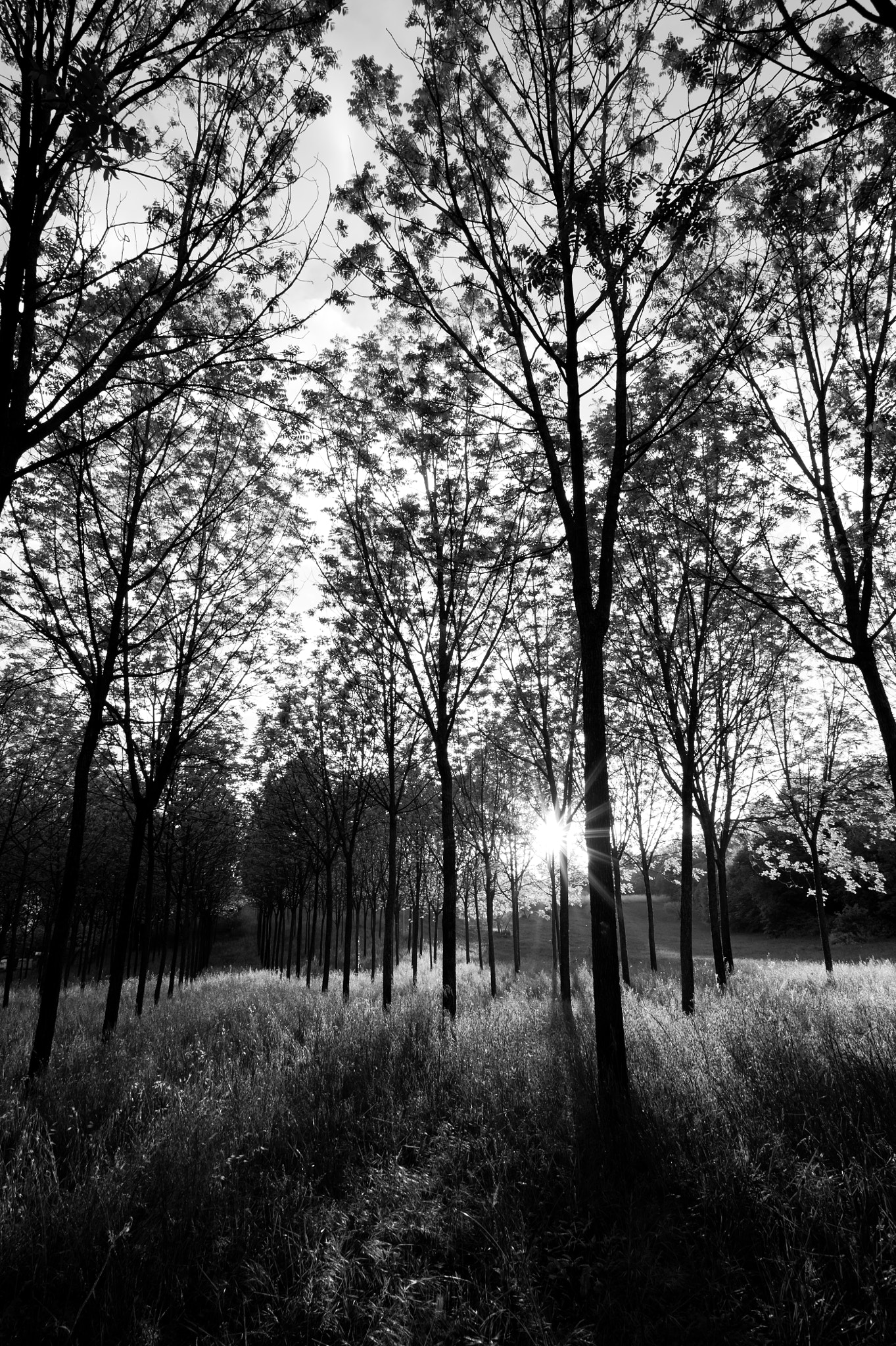 Nikon D700 + Nikon AF-S Nikkor 20mm F1.8G ED sample photo. File d'alberi photography