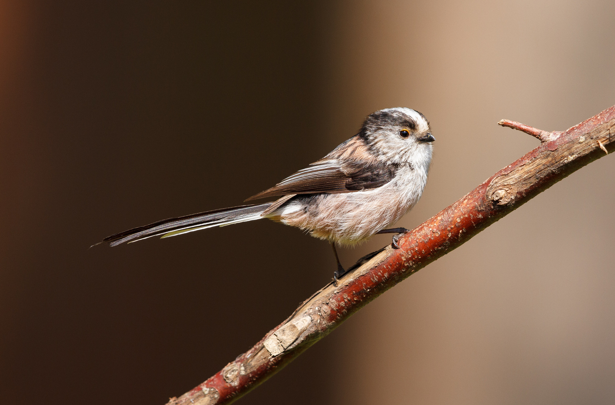 Canon EOS 7D + Canon EF 500mm F4L IS II USM sample photo. Long-tailed tit perched photography