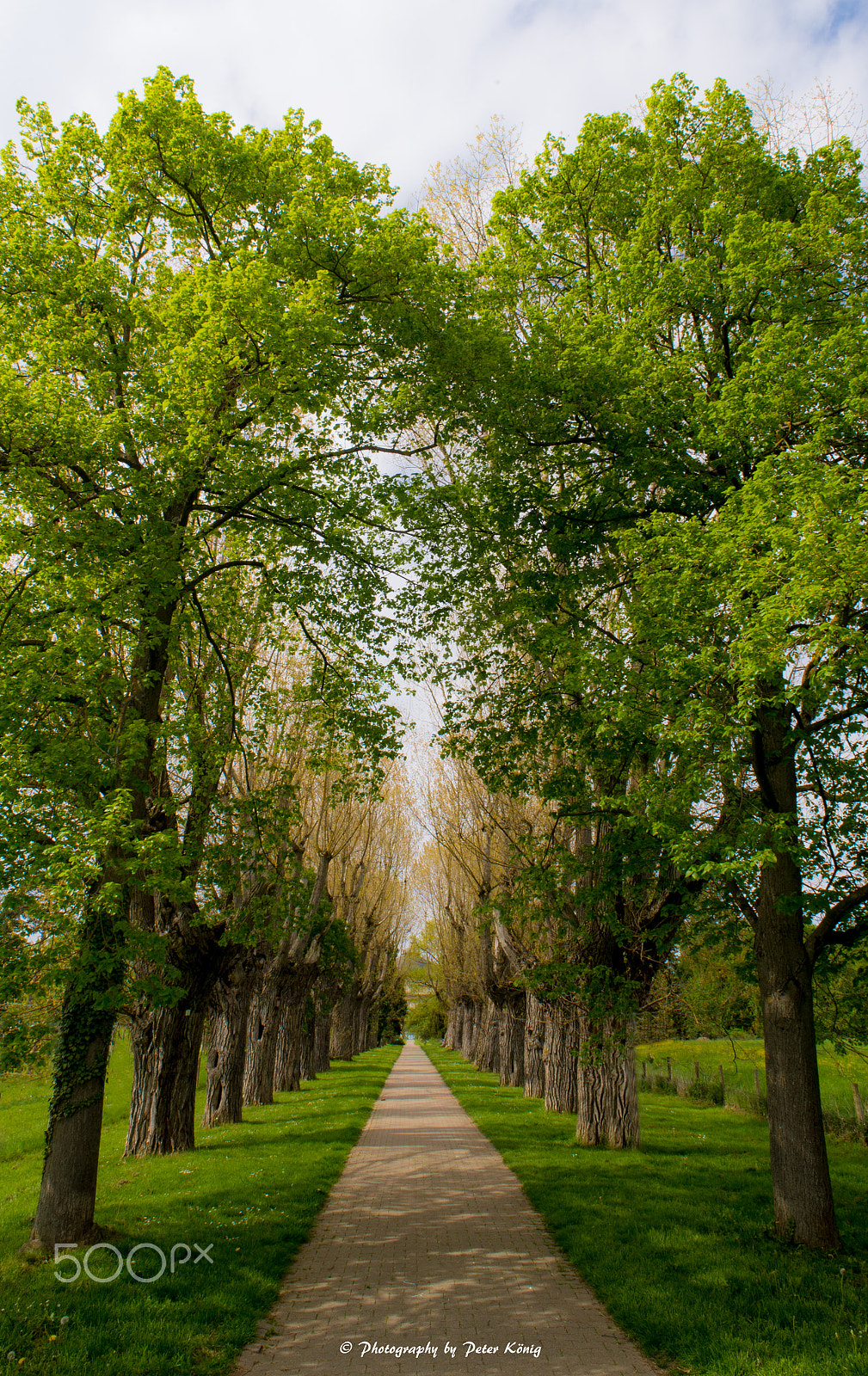 AF Nikkor 20mm f/2.8 sample photo. Allee in may photography
