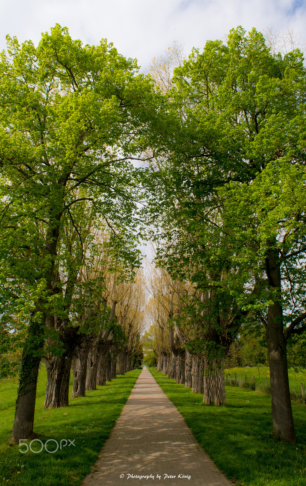 Nikon D600 + AF Nikkor 20mm f/2.8 sample photo. Allee in may photography