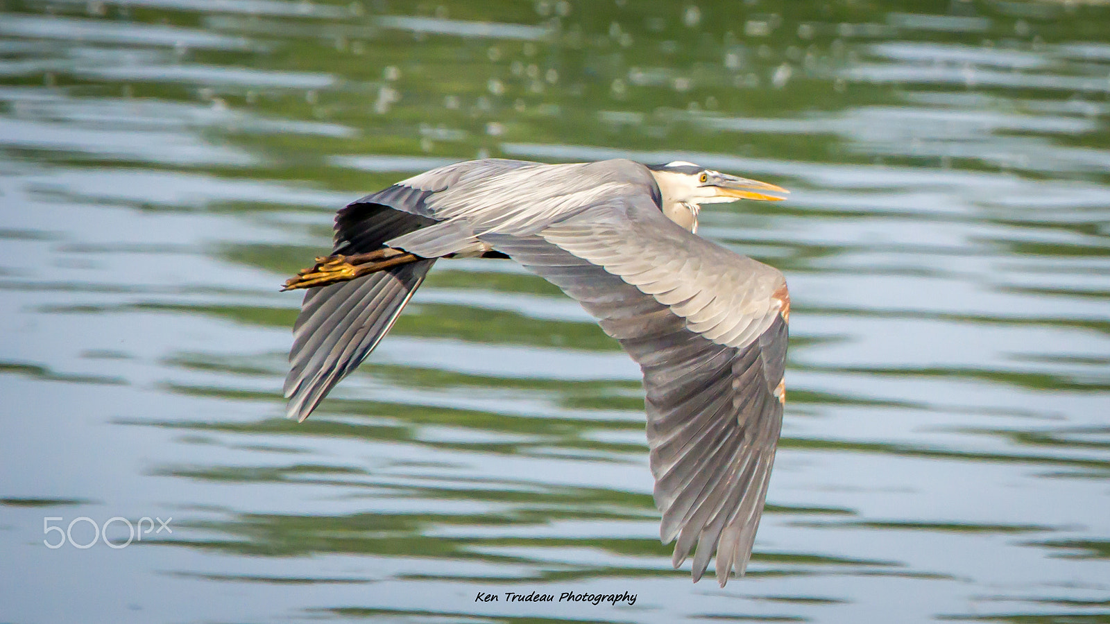 Sony a6000 + Tamron SP 150-600mm F5-6.3 Di VC USD sample photo. Great blue heron photography