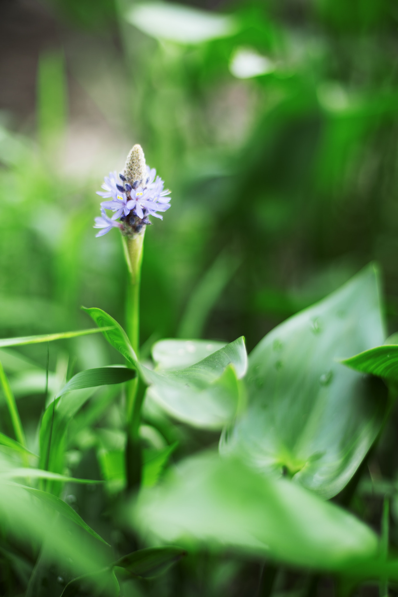 Sony a7R II + Canon EF 50mm F1.4 USM sample photo. Hangzhou xianghu photography